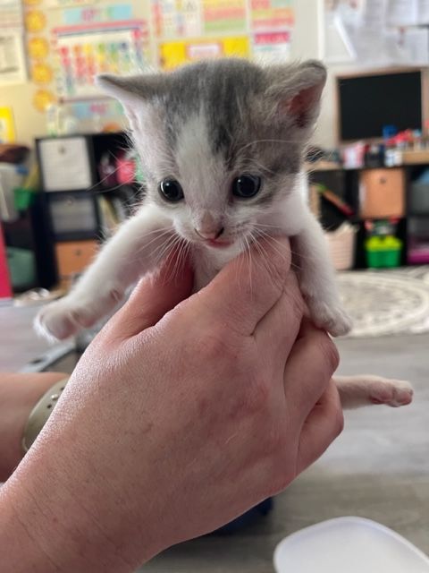 Pebble, a Adopted Domestic Short Hair in Hollister, CA image 1/5