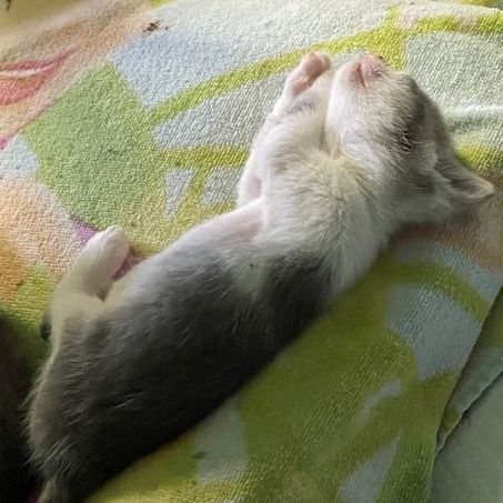 Pebble, a Adopted Domestic Short Hair in Hollister, CA image 2/5