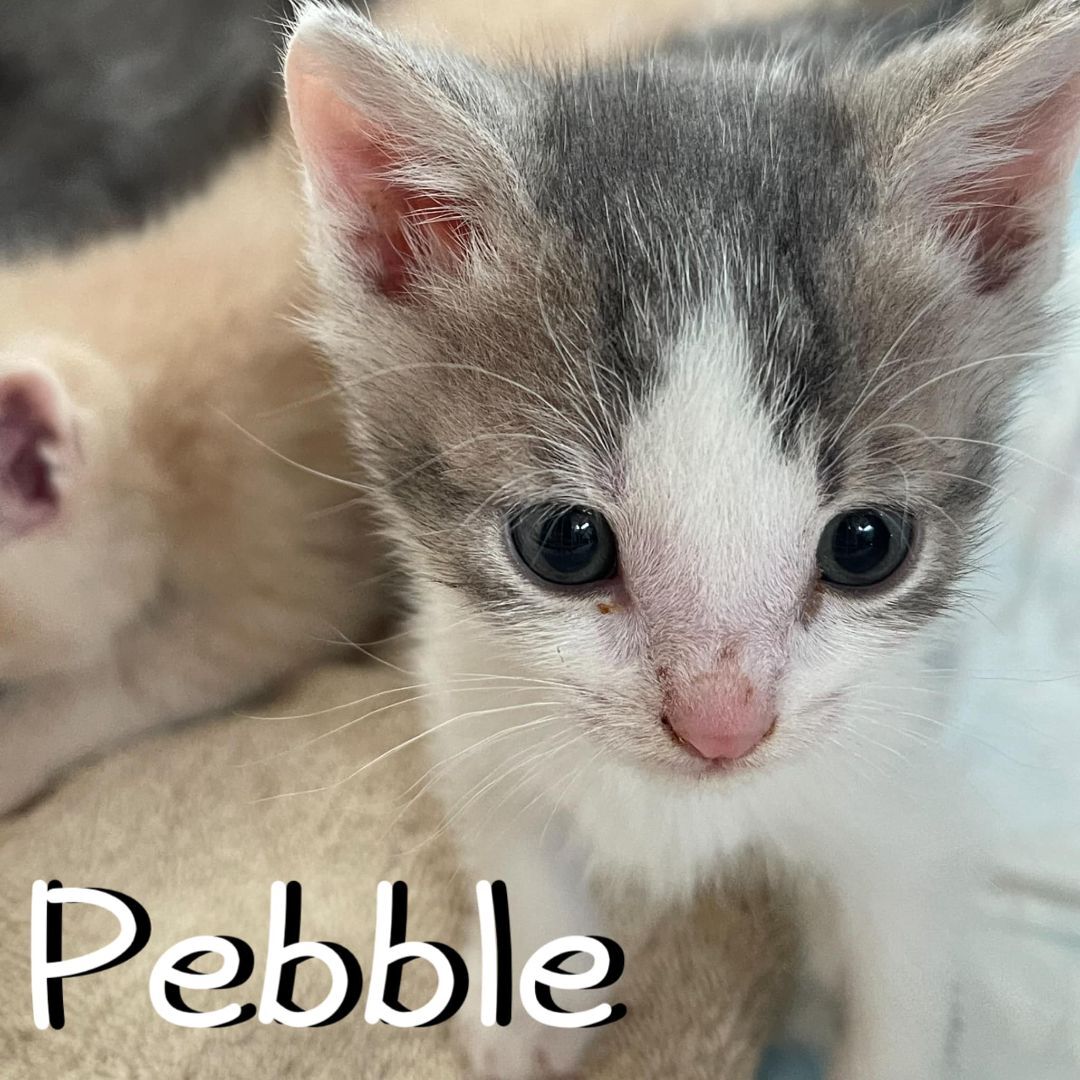 Pebble, a Adopted Domestic Short Hair in Hollister, CA image 3/5
