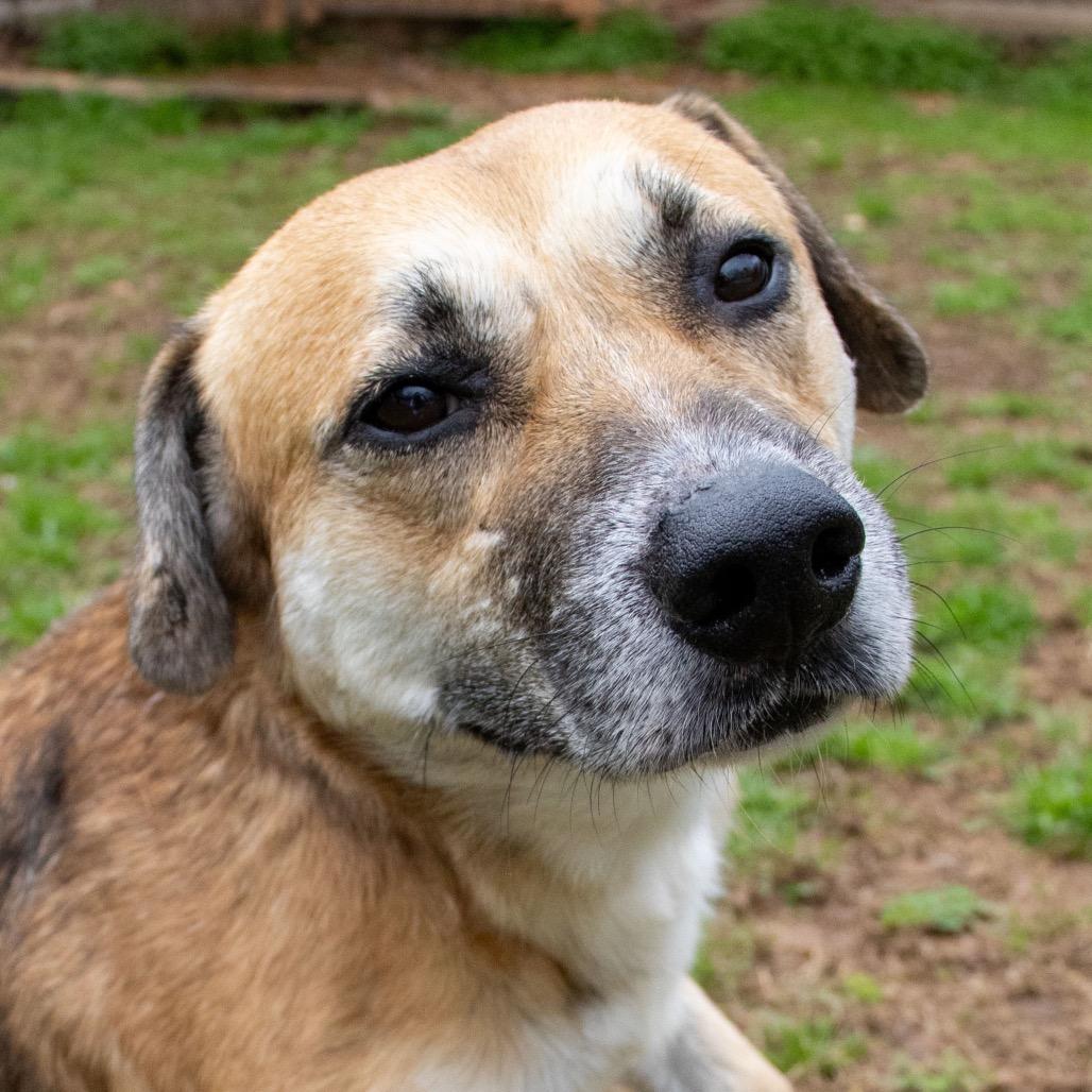 Cornell, a Adoptable mixed breed in Starkville, MS image 1/6