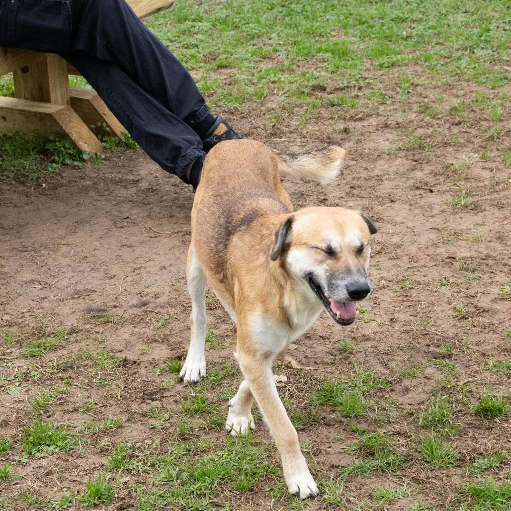 Cornell, Adoptable, Adult Male Shepherd.