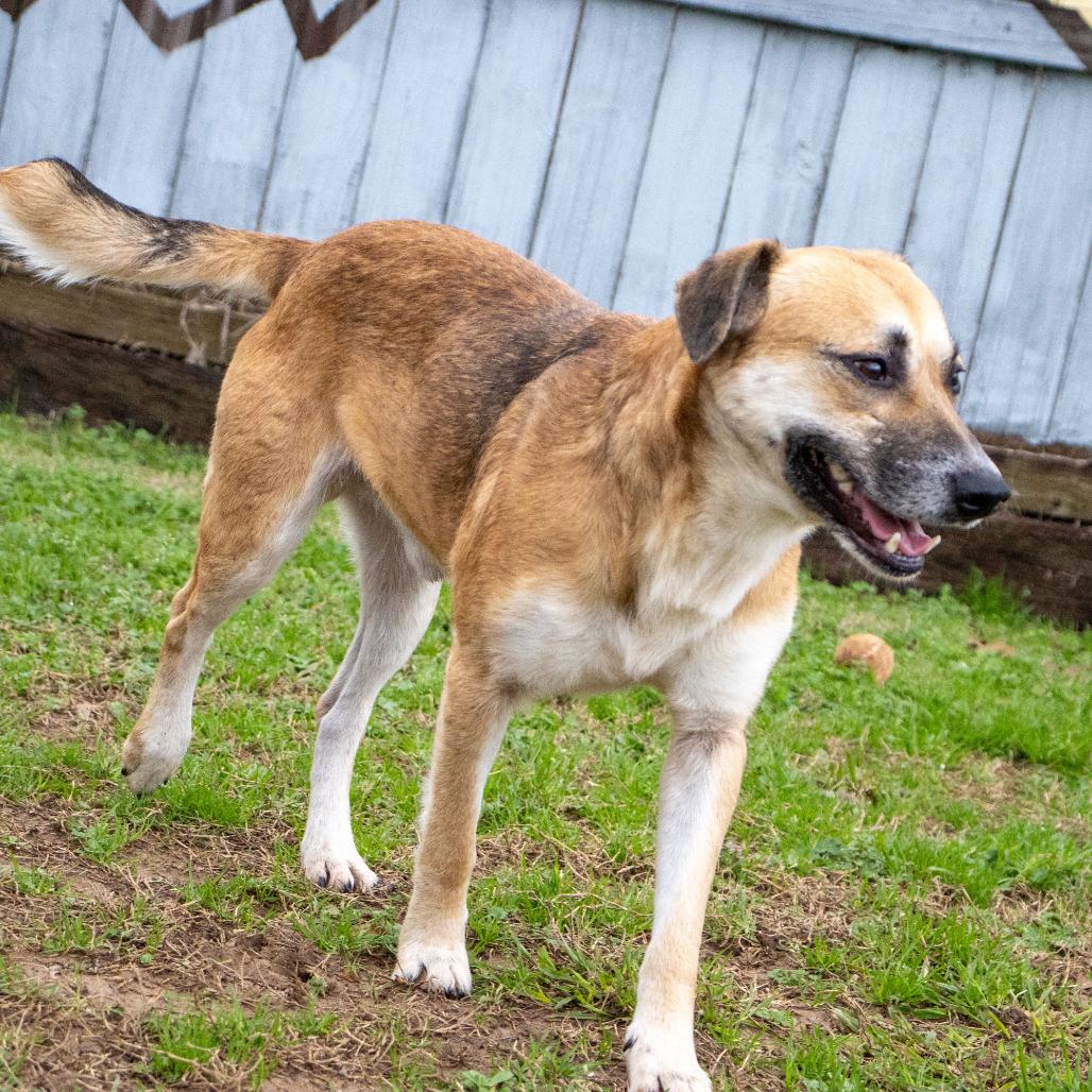 Cornell, a Adoptable mixed breed in Starkville, MS image 3/6