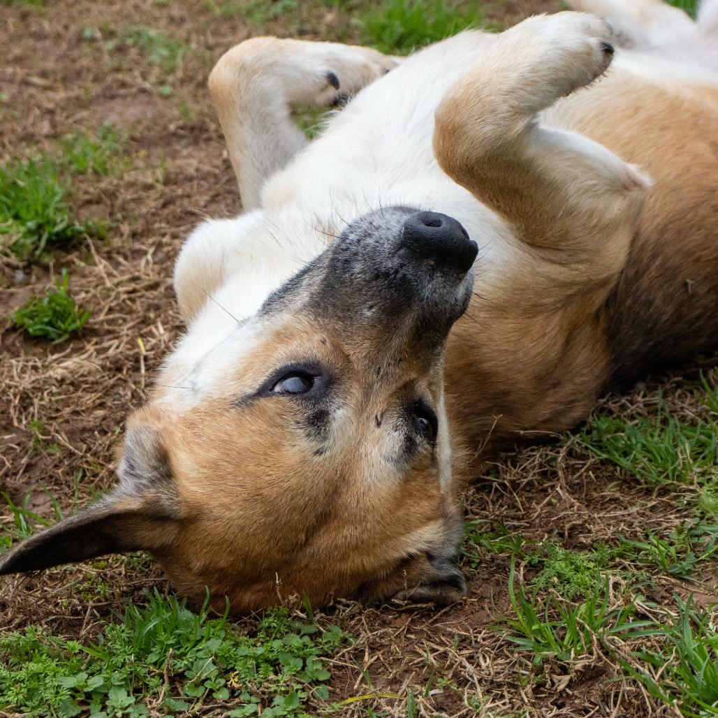Cornell, a Adoptable mixed breed in Starkville, MS image 4/6