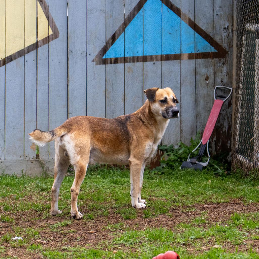 Cornell, a Adoptable mixed breed in Starkville, MS image 5/6