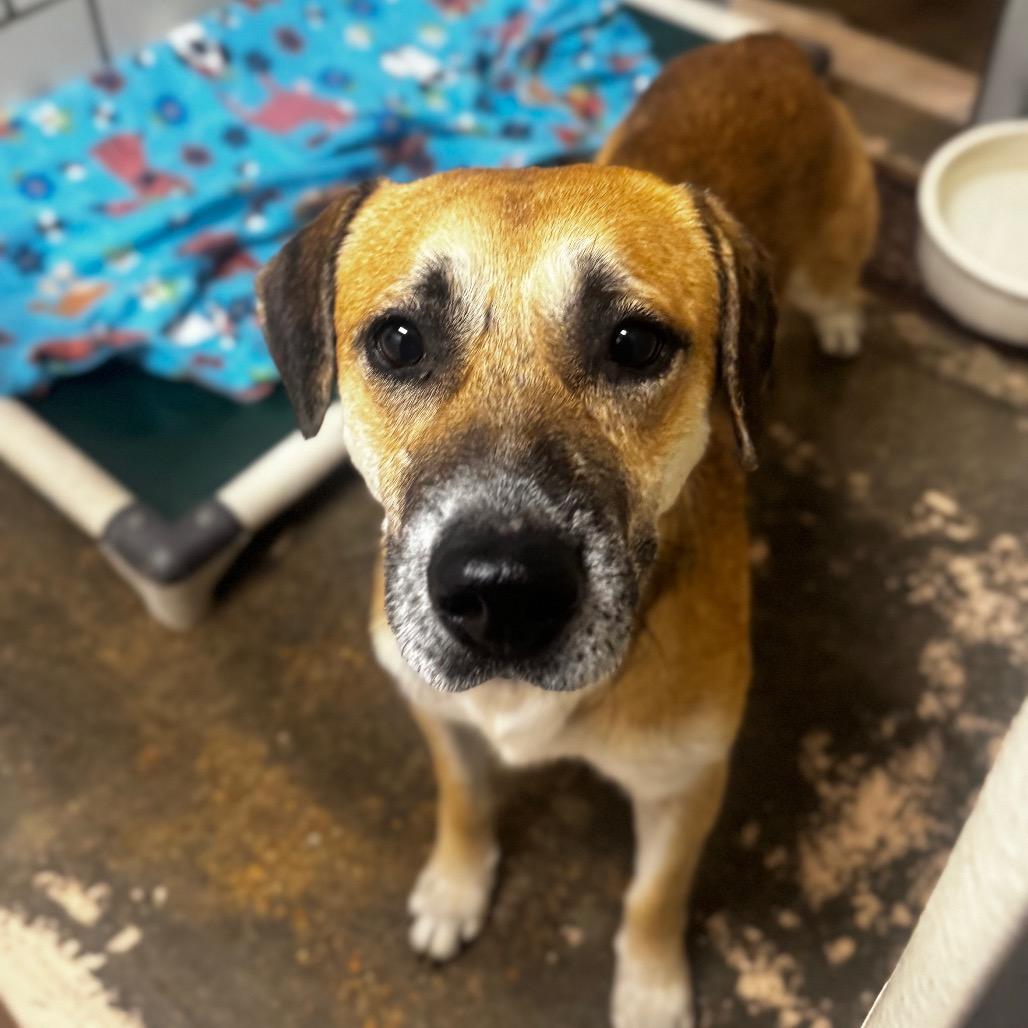 Cornell, a Adoptable mixed breed in Starkville, MS image 6/6