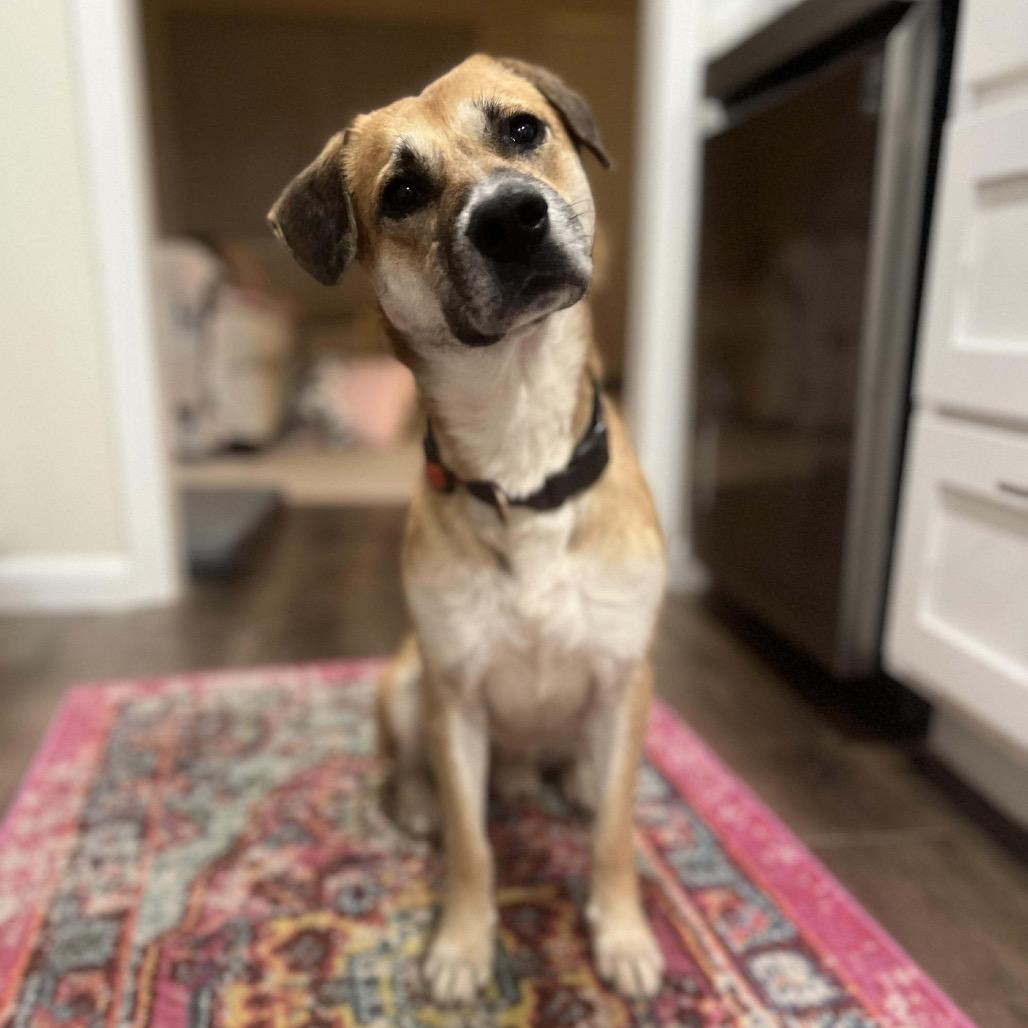 Enlarge Cornell, a Adoptable mixed breed in Starkville, MS image 6/6