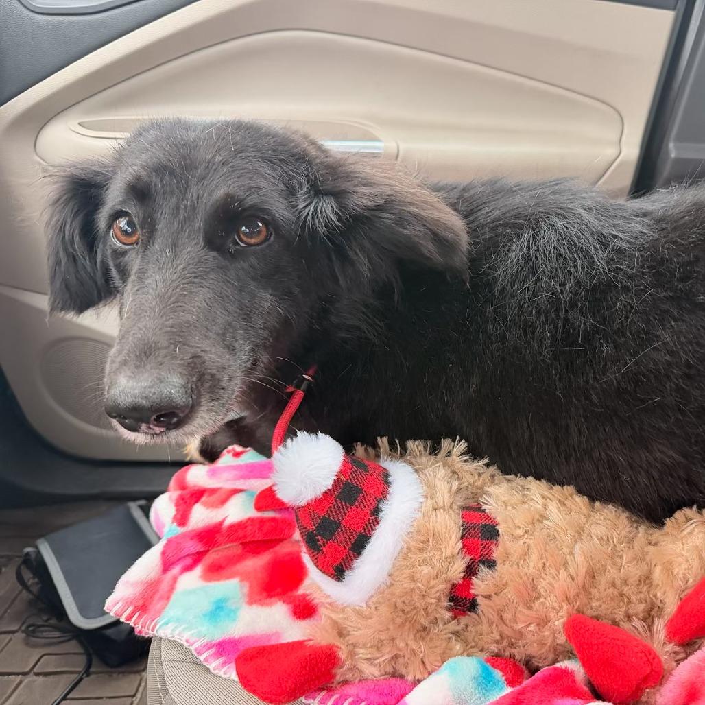 Amara, a Adoptable mixed breed in Parkton, MD image 2/5