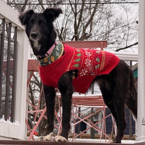 Amara, a Adoptable mixed breed in Parkton, MD image 1/5