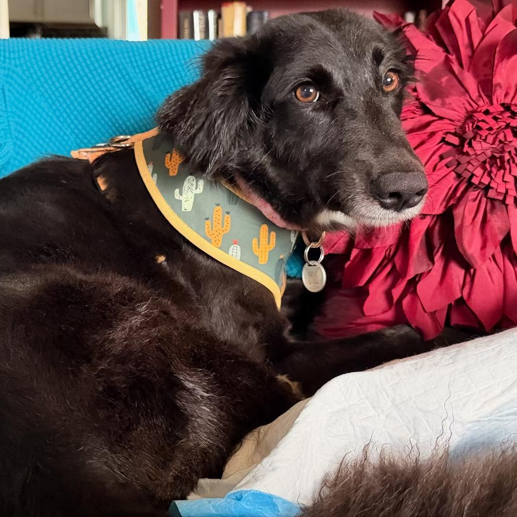 Amara, a Adoptable mixed breed in Parkton, MD image 3/5