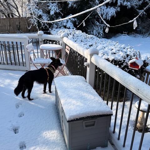 Amara, a Adoptable mixed breed in Parkton, MD image 4/5