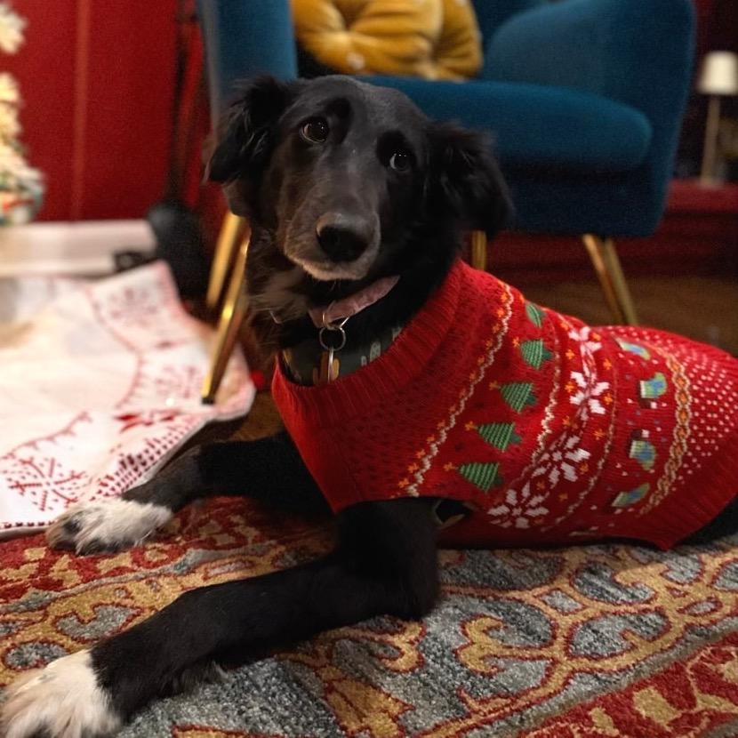 Amara, a Adoptable mixed breed in Parkton, MD image 5/5