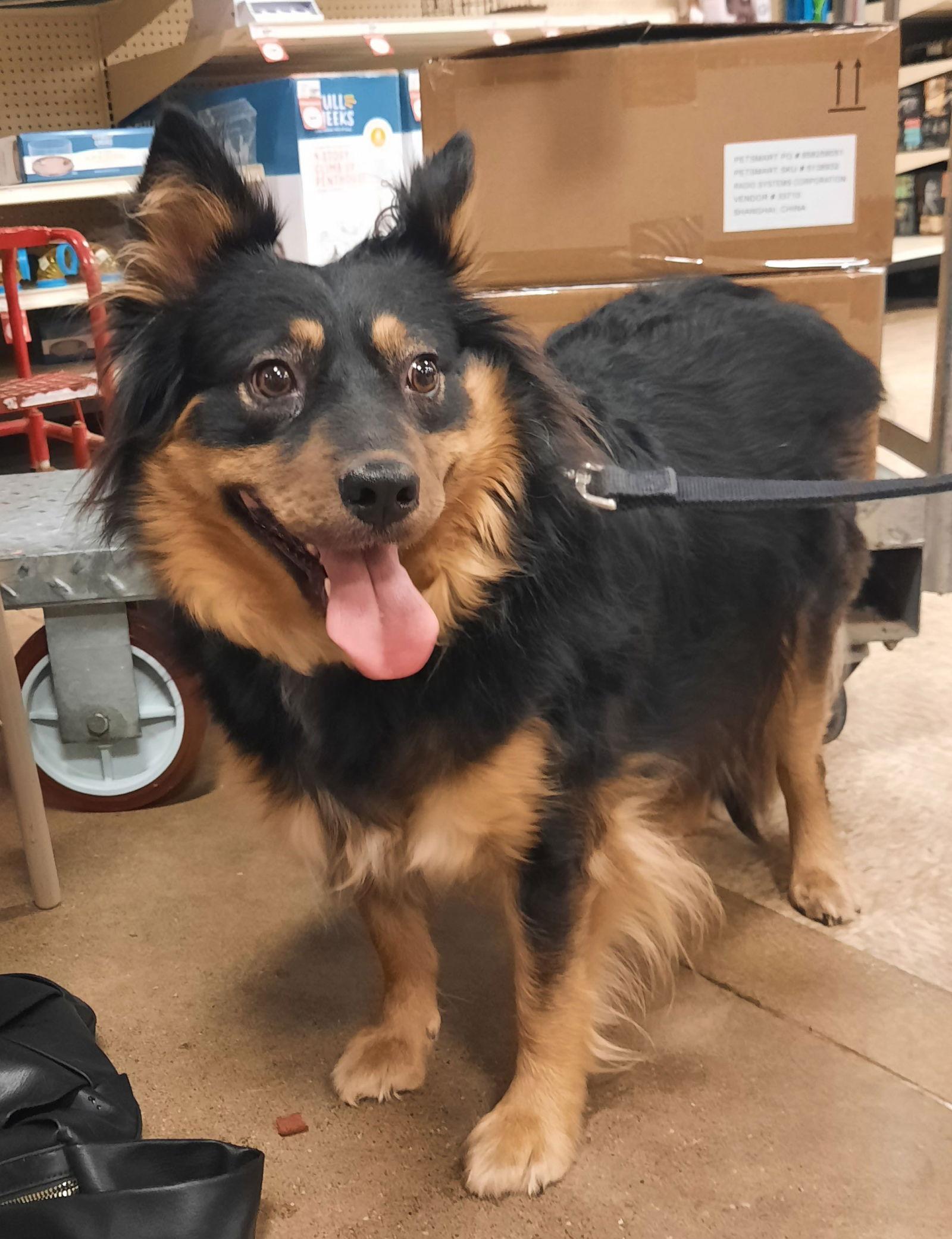 Margie   SPECIAL NEEDS, Adoptable, Adult Female Australian Shepherd & Shetland Sheepdog / Sheltie.