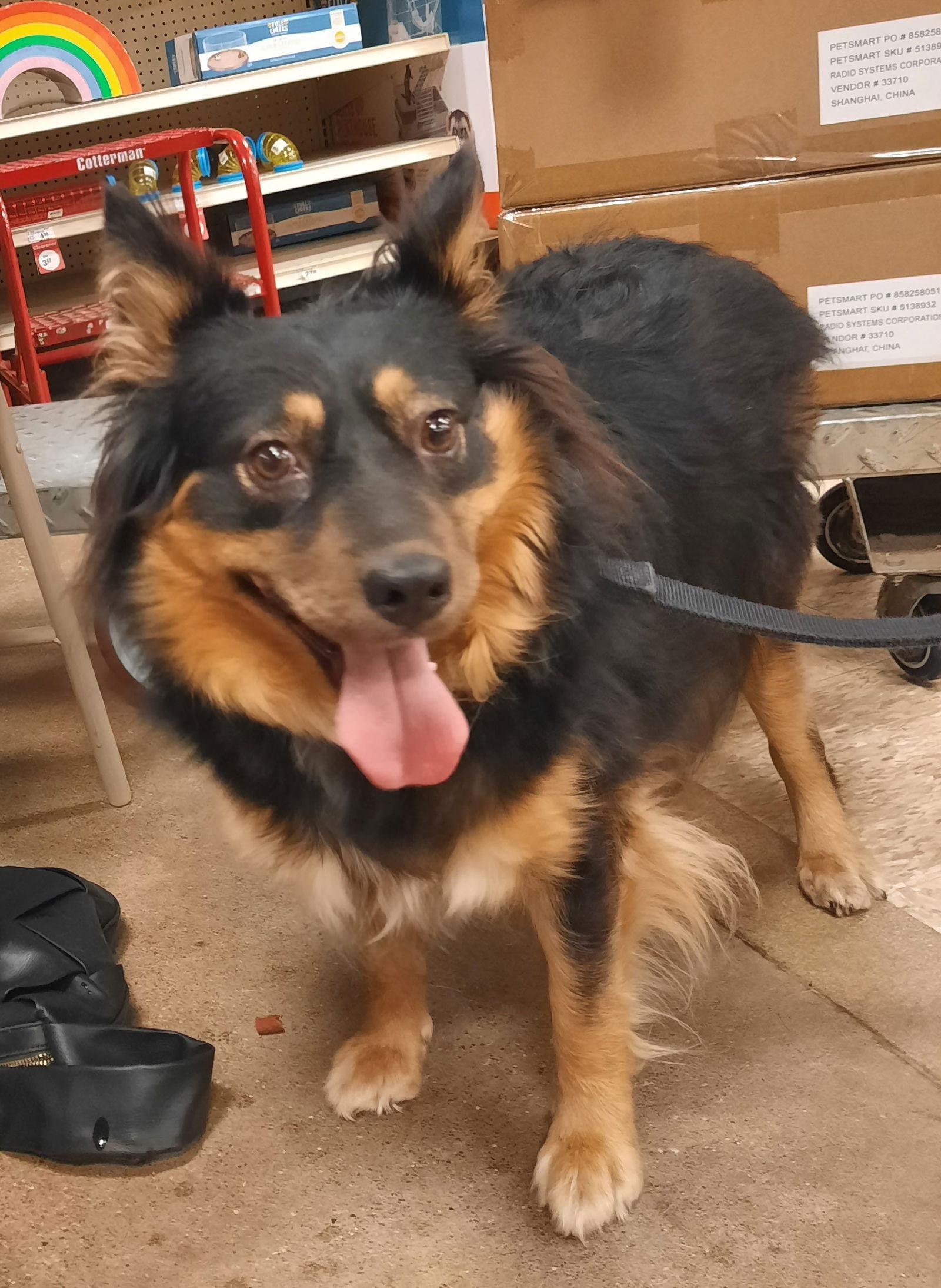 Enlarge Margie   SPECIAL NEEDS, a Adoptable mixed breed in Cuyahoga Falls, OH image 2/3