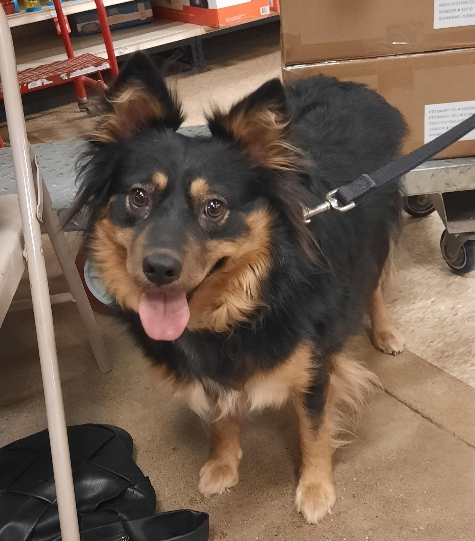 Enlarge Margie   SPECIAL NEEDS, a Adoptable mixed breed in Cuyahoga Falls, OH image 3/3