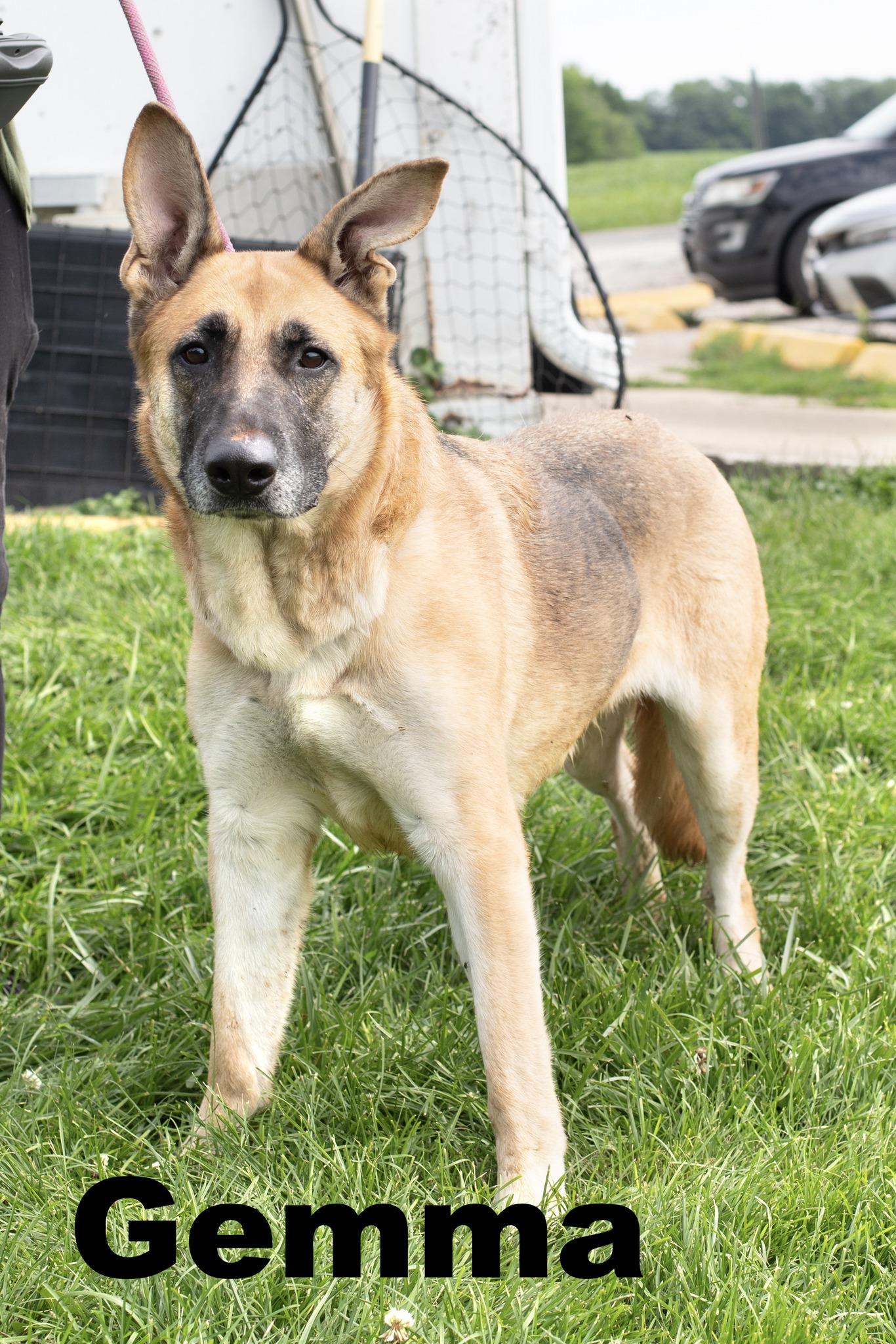 Enlarge Gemma, a Adoptable German Shepherd Dog in Macomb, IL image 1/1