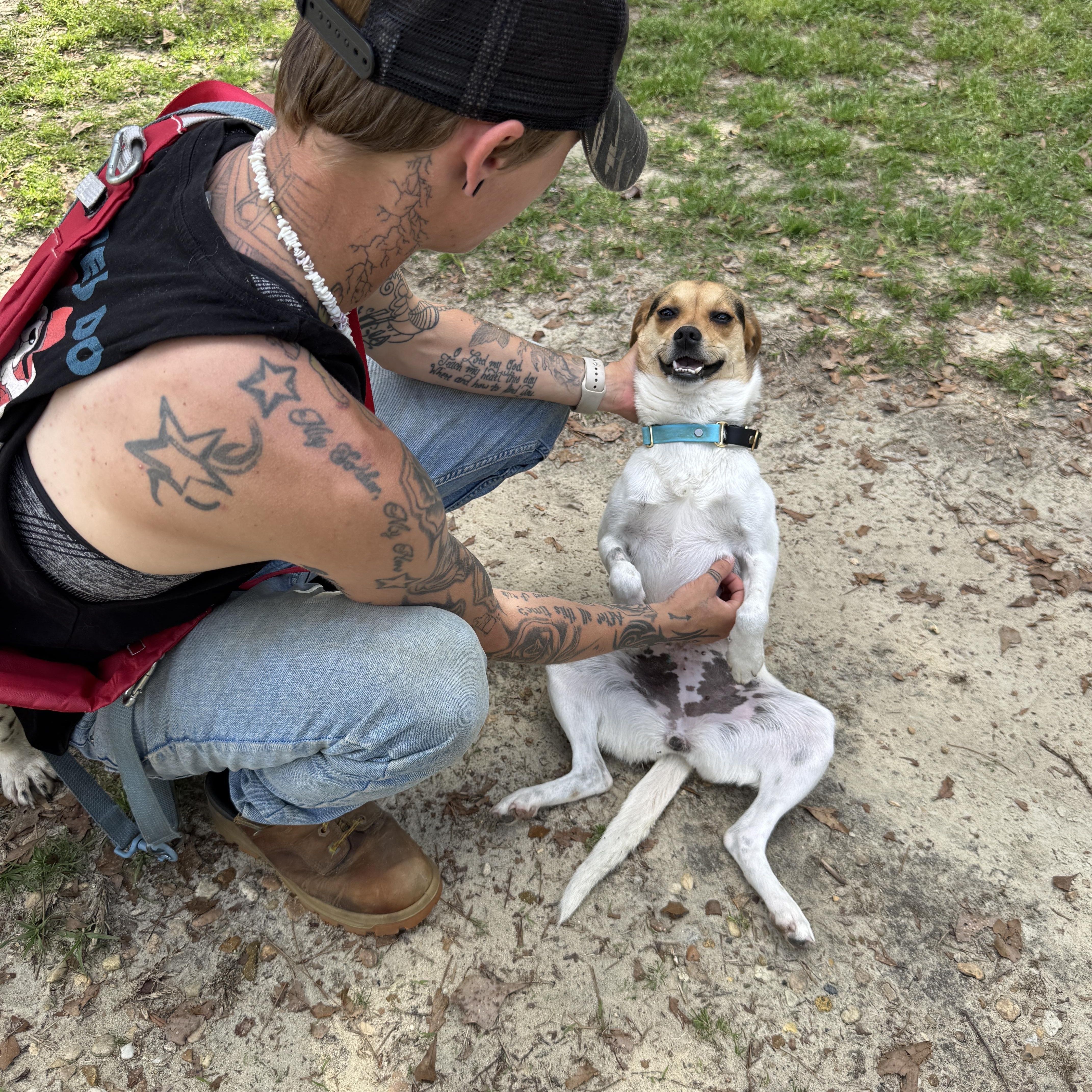 Enlarge Pumpkin (Available in Florida), a Adoptable mixed breed in BONIFAY, FL image 2/6