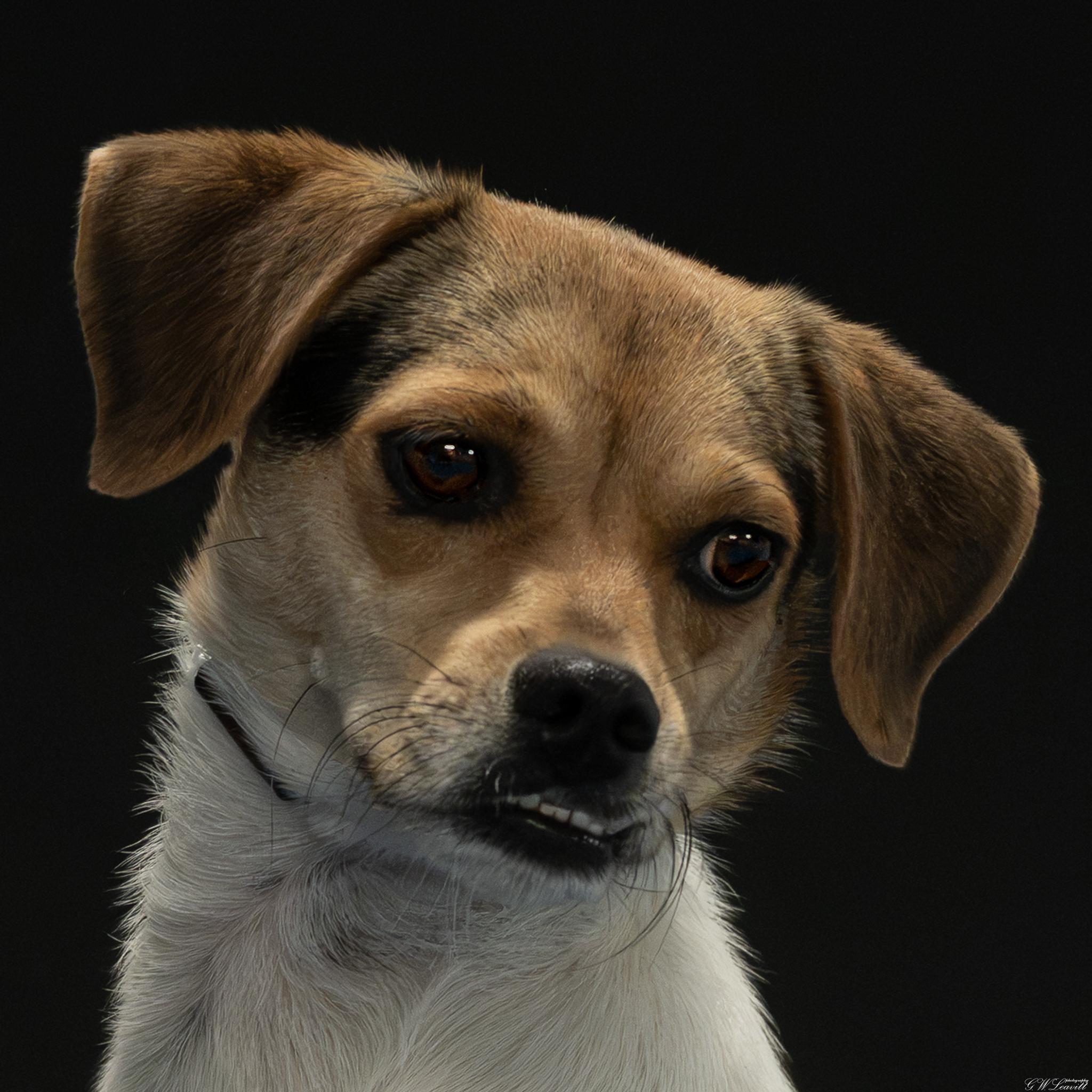 Pumpkin (Available in Florida), a Adoptable mixed breed in BONIFAY, FL image 6/6