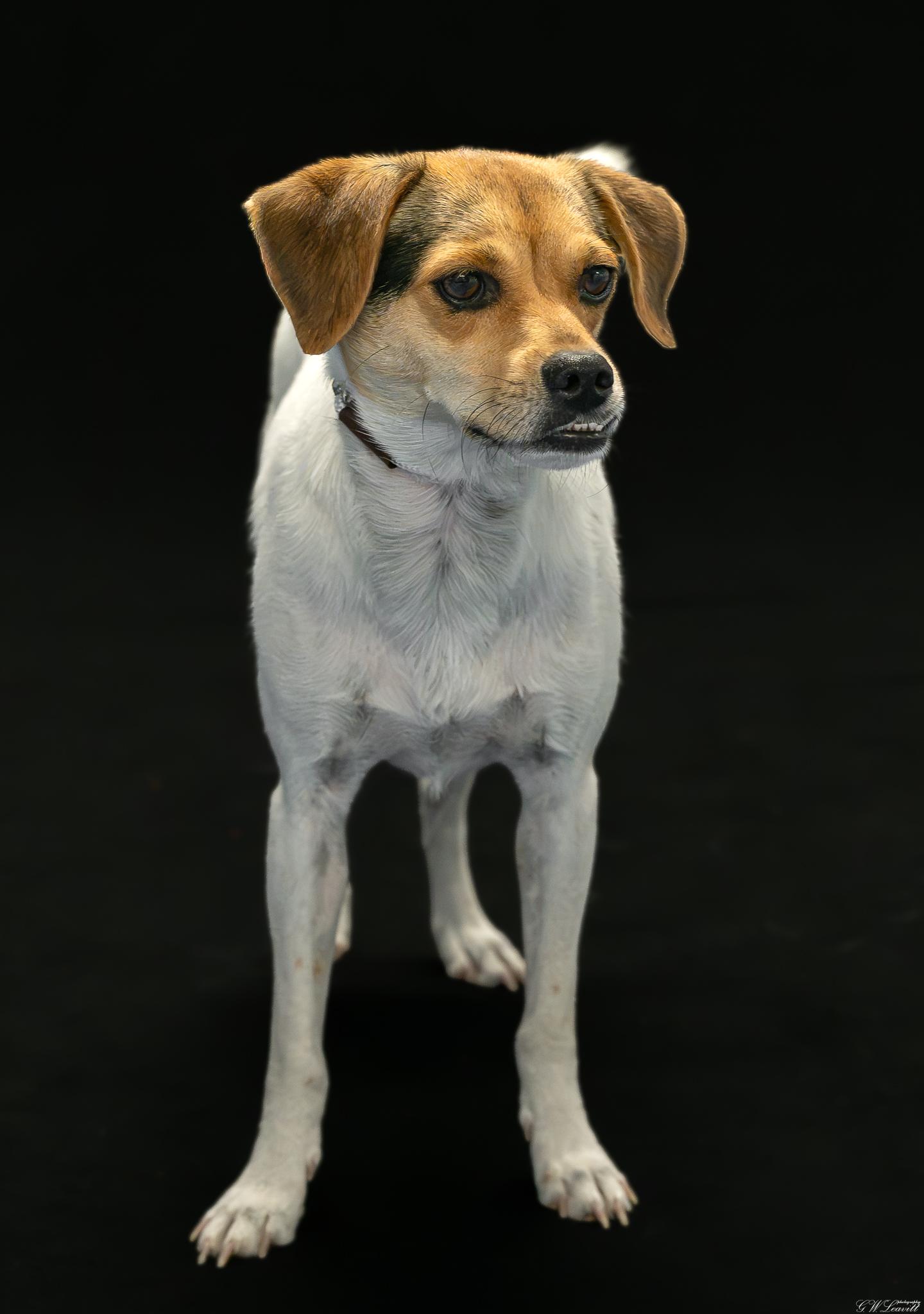 Pumpkin (Available in Florida), a Adoptable mixed breed in BONIFAY, FL image 5/6
