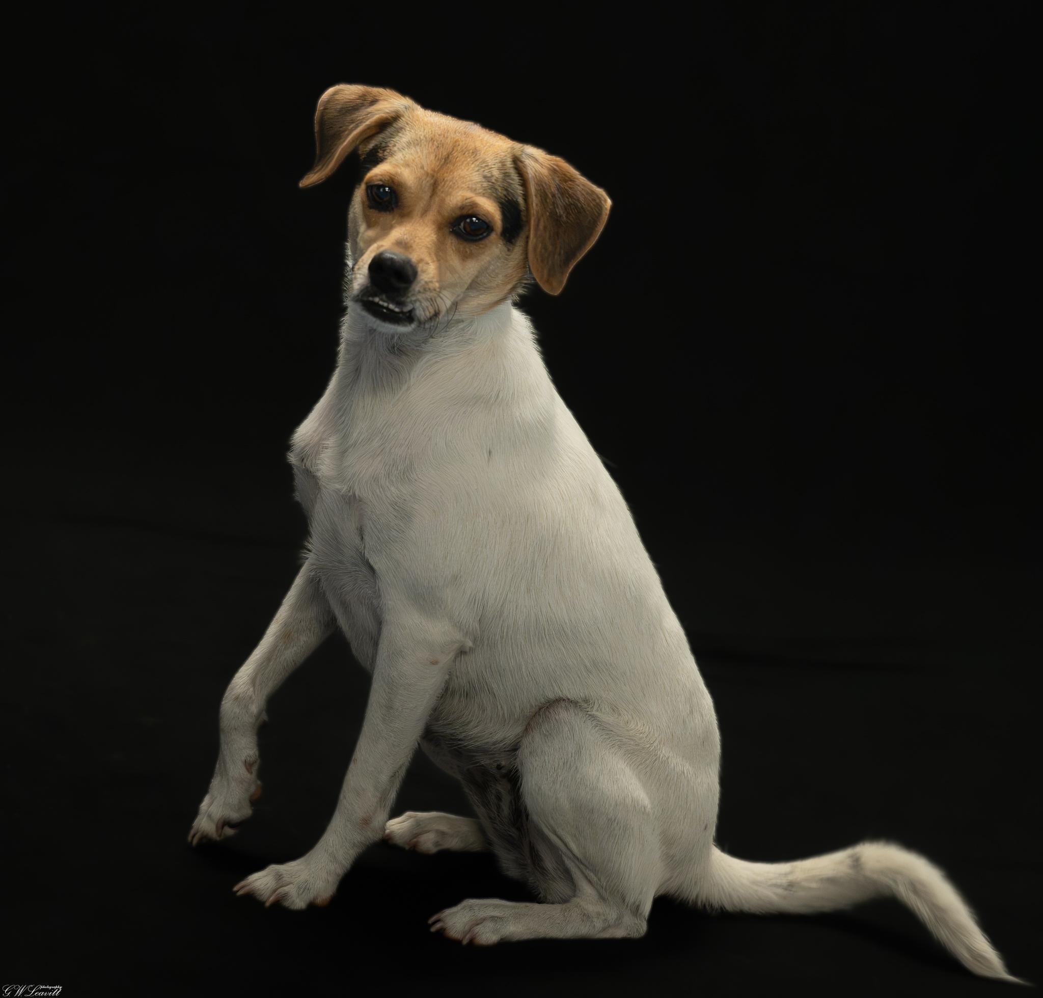 Pumpkin (Available in Florida), Adoptable, Young Female Terrier.
