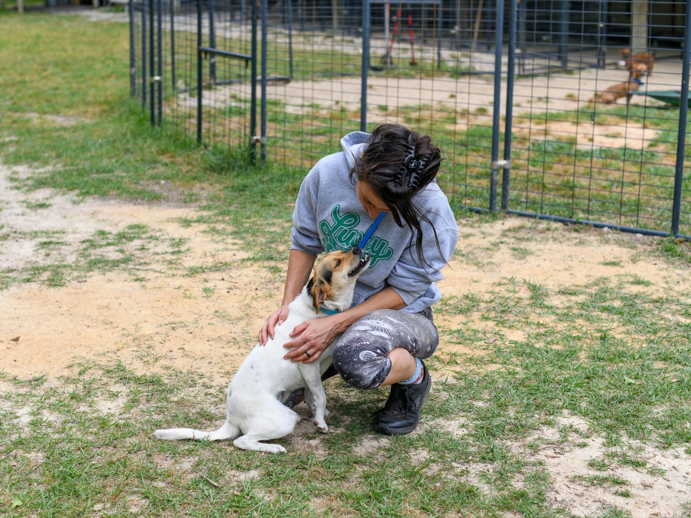 Enlarge Pumpkin (Available in Florida), a Adoptable mixed breed in BONIFAY, FL image 5/6