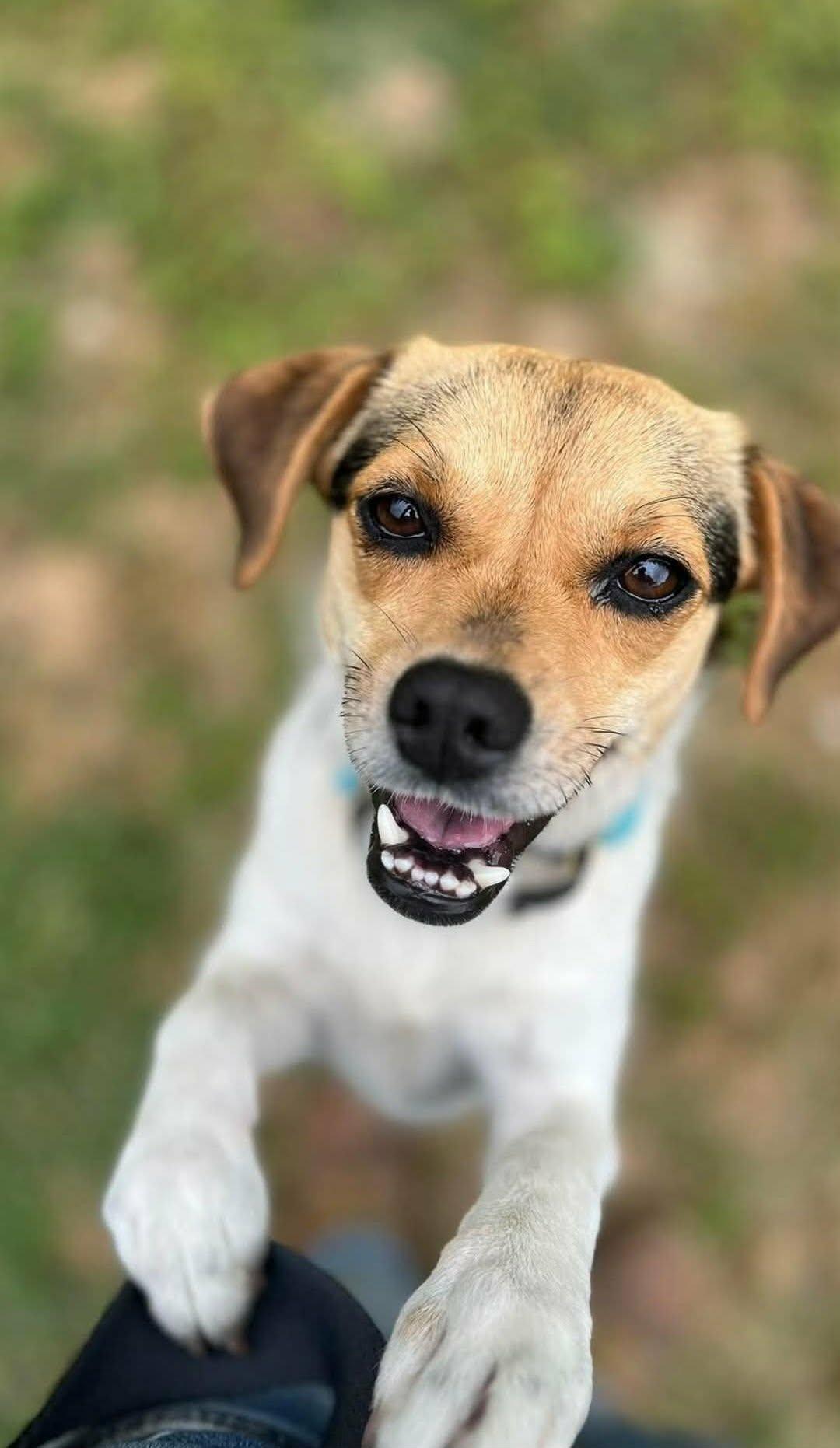 Enlarge Pumpkin (Available in Florida), a Adoptable mixed breed in BONIFAY, FL image 6/6