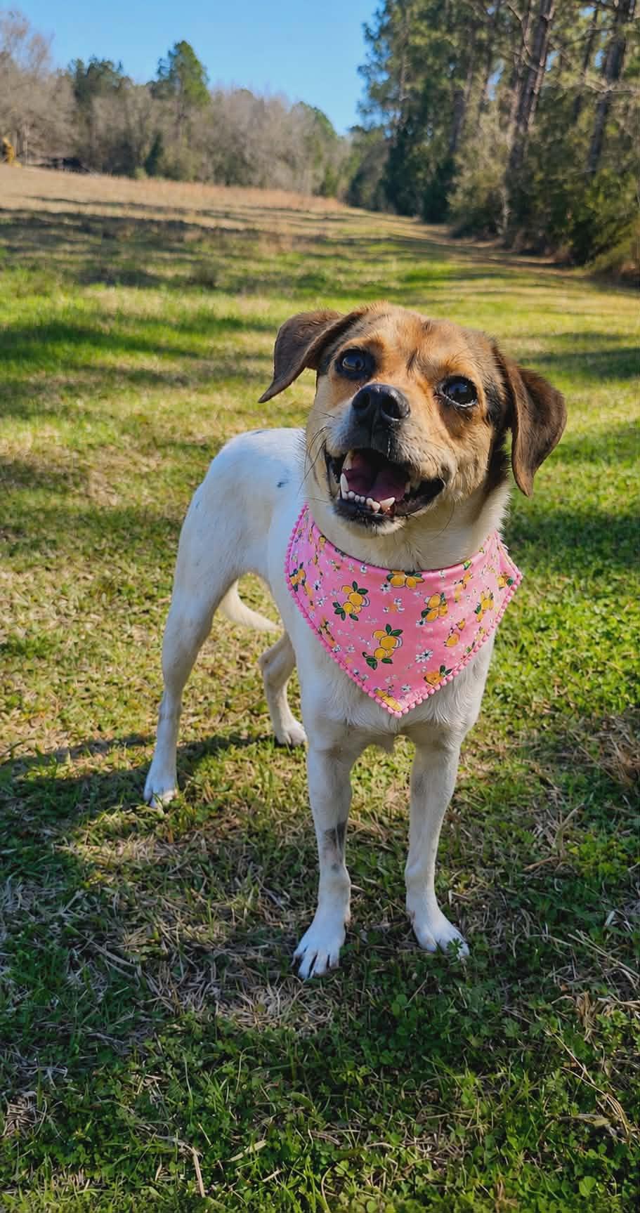Enlarge Pumpkin (Available in Florida), a Adoptable mixed breed in BONIFAY, FL image 1/6
