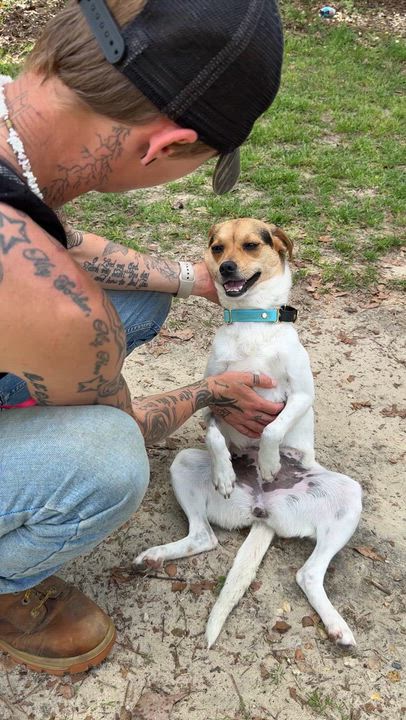 Enlarge Pumpkin (Available in Florida), a Adoptable mixed breed in BONIFAY, FL video 4/6
