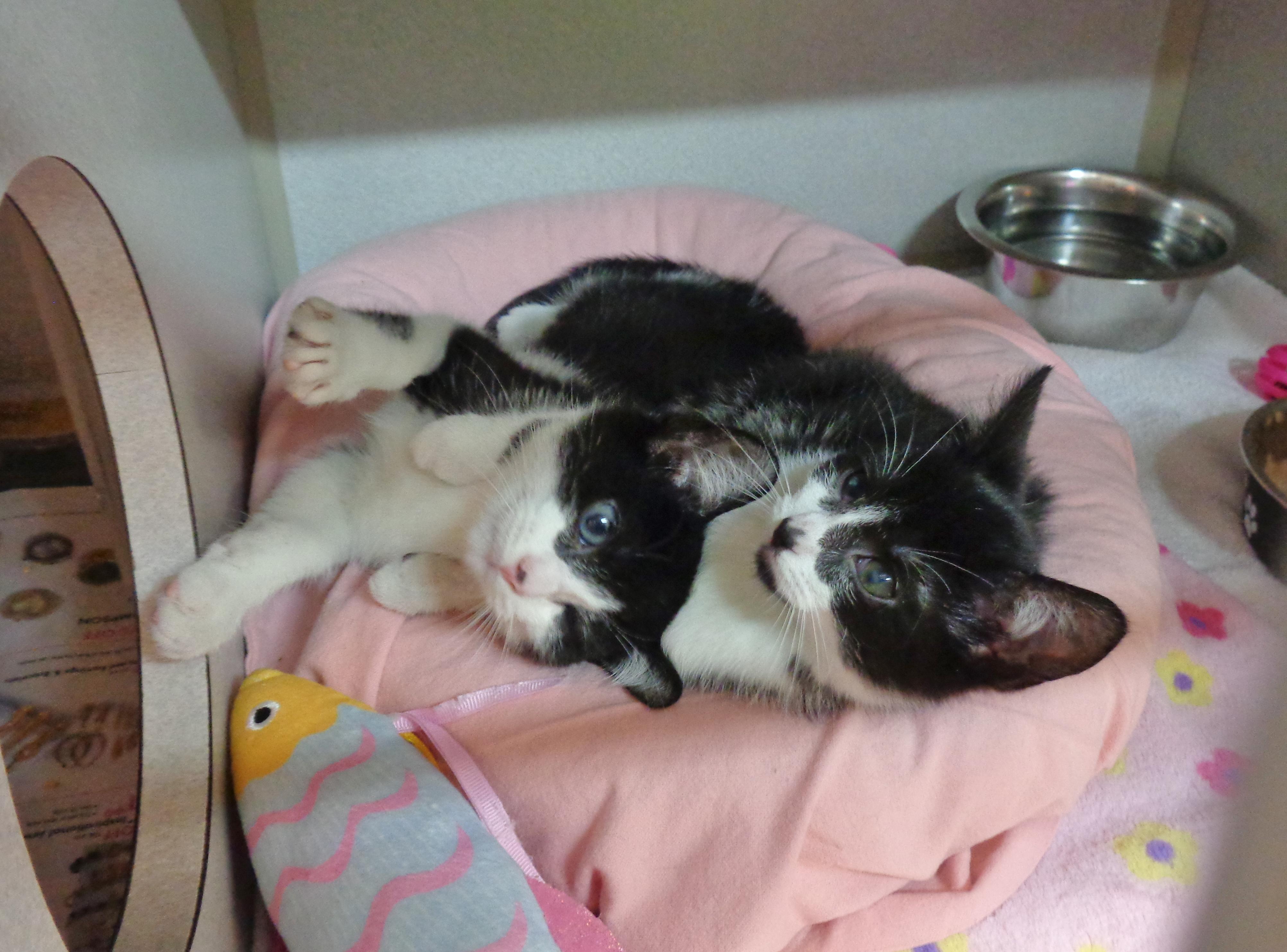 PRANK & PARODY, an adopted Domestic Short Hair in Delhi, NY image 2/6