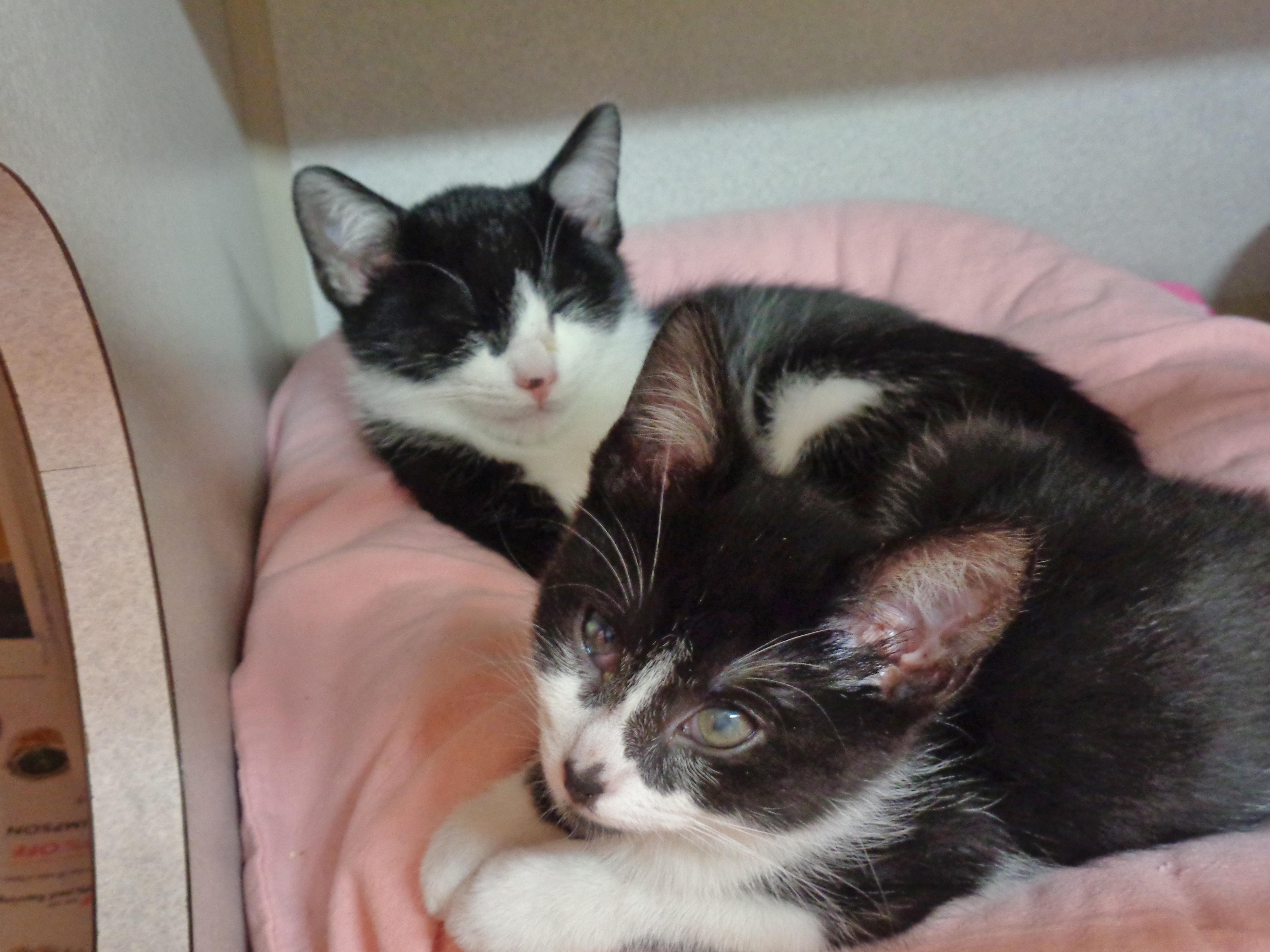 PRANK & PARODY, an adopted Domestic Short Hair in Delhi, NY image 6/6