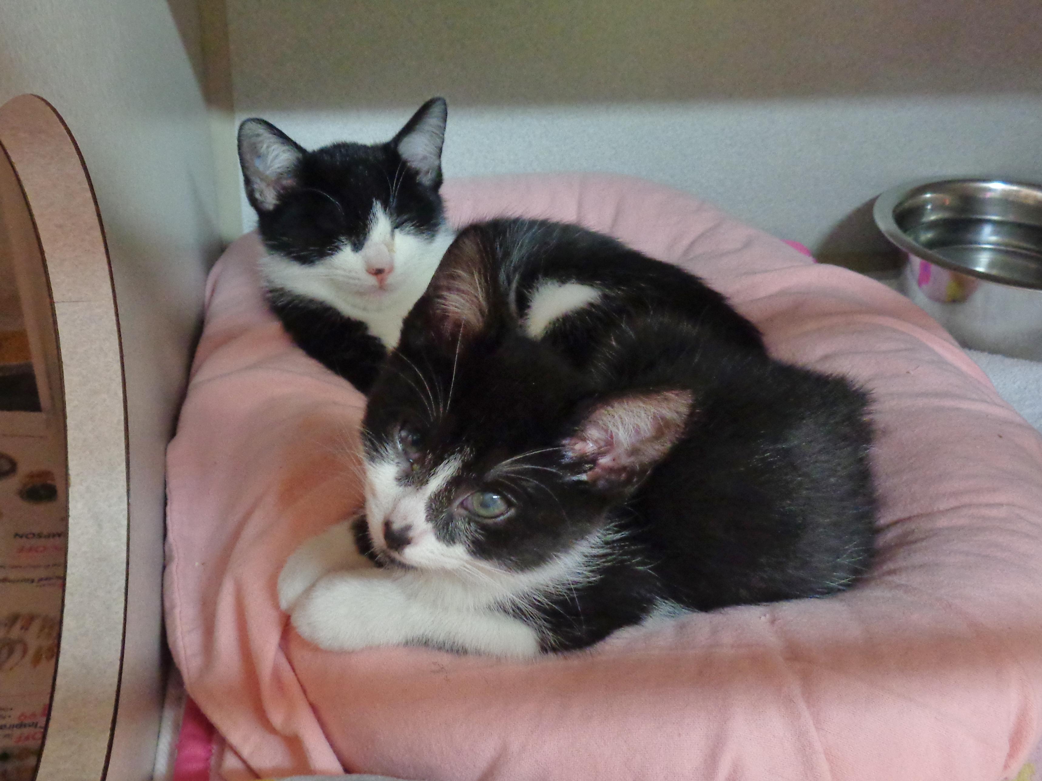 PRANK & PARODY, an adopted Domestic Short Hair in Delhi, NY image 5/6