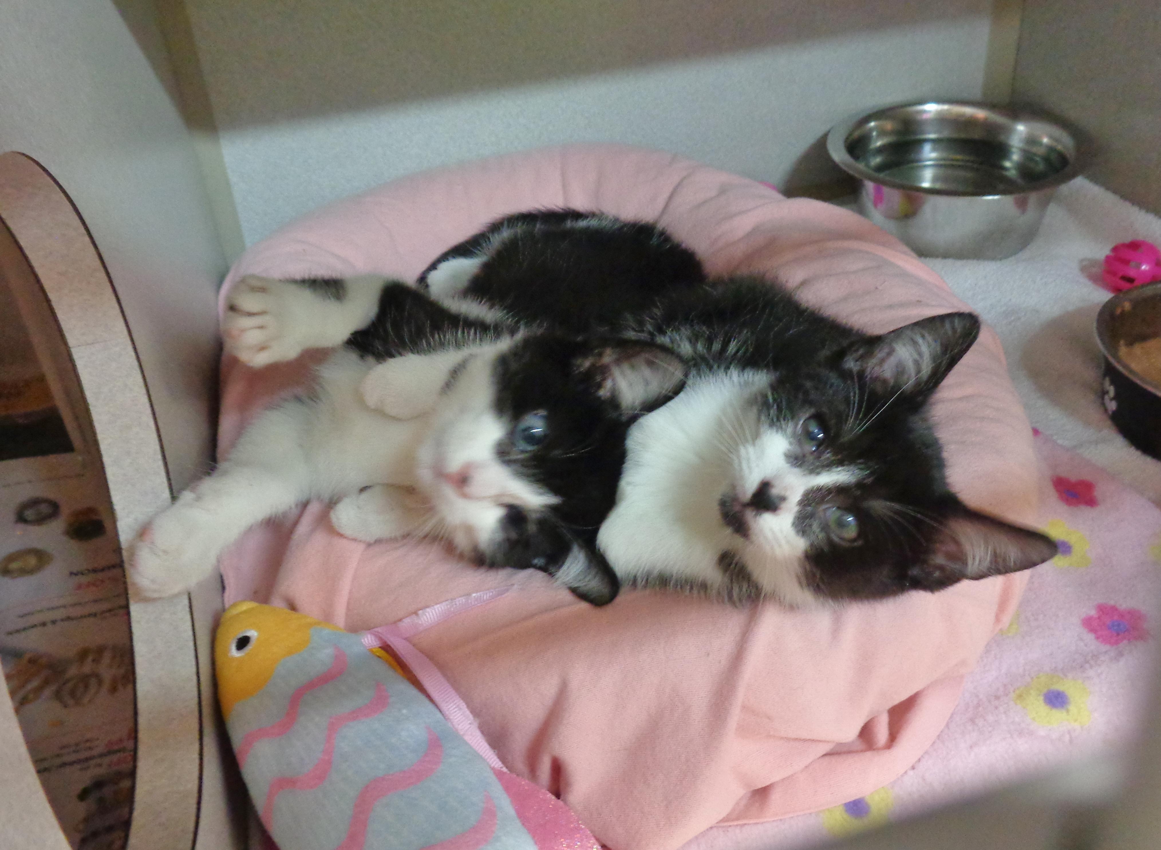 PRANK & PARODY, adopted, Kitten Male Domestic Short Hair.
