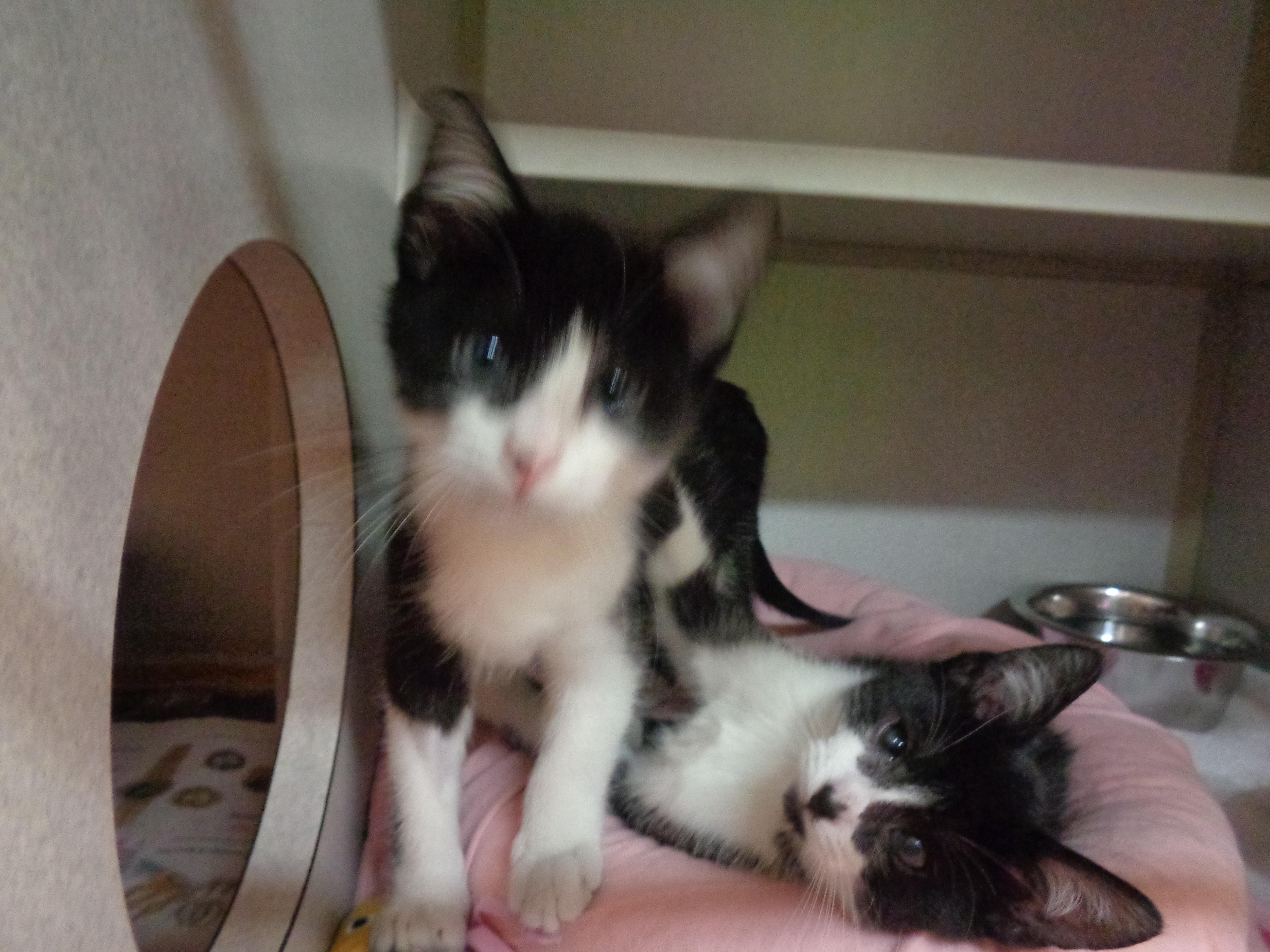 PRANK & PARODY, an adopted Domestic Short Hair in Delhi, NY image 4/6