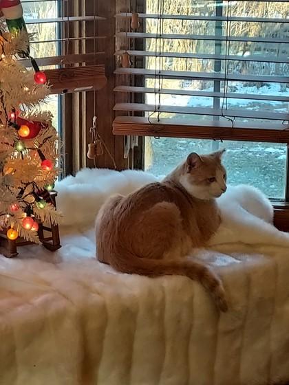 Enlarge Berty, a Adoptable mixed breed in Maumee, OH image 1/3