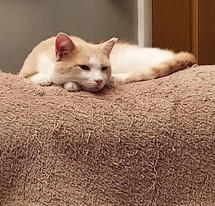 Enlarge Berty, a Adoptable mixed breed in Maumee, OH image 2/3