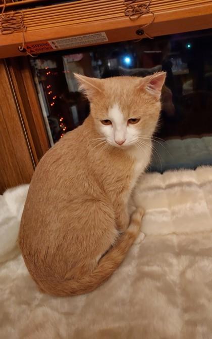 Enlarge Berty, a Adoptable mixed breed in Maumee, OH image 3/3