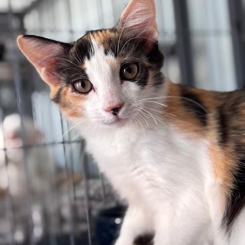 Enlarge Lilith (26-8387), a Adoptable Domestic Short Hair in Fort Smith, AR image 1/2