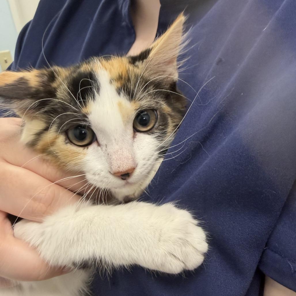 Enlarge Lilith (26-8387), a Adoptable Domestic Short Hair in Fort Smith, AR image 2/2