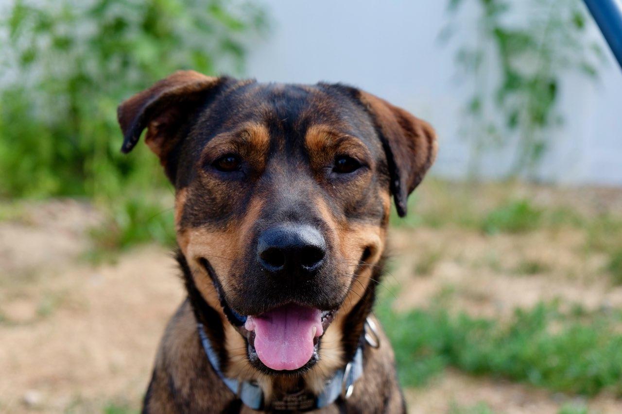 Fenley, a Adoptable German Shepherd Dog in Fort Collins, CO image 2/3
