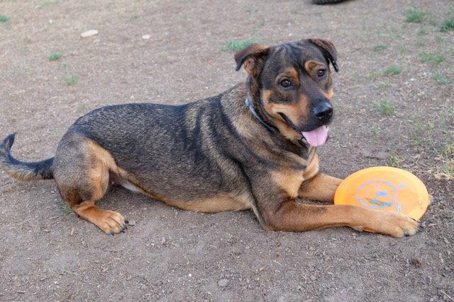 Fenley, a Adoptable German Shepherd Dog in Fort Collins, CO image 3/3