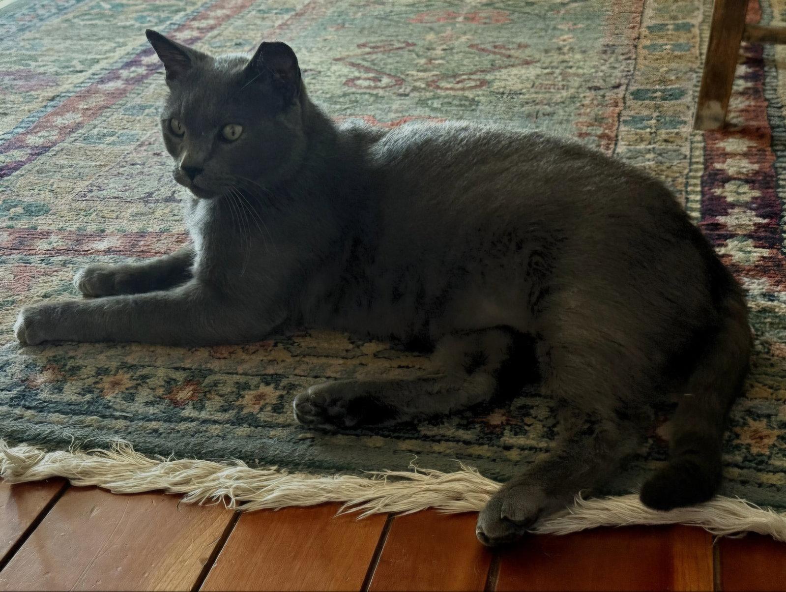 Romeo, Adoptable, Adult Male Domestic Short Hair & Russian Blue.