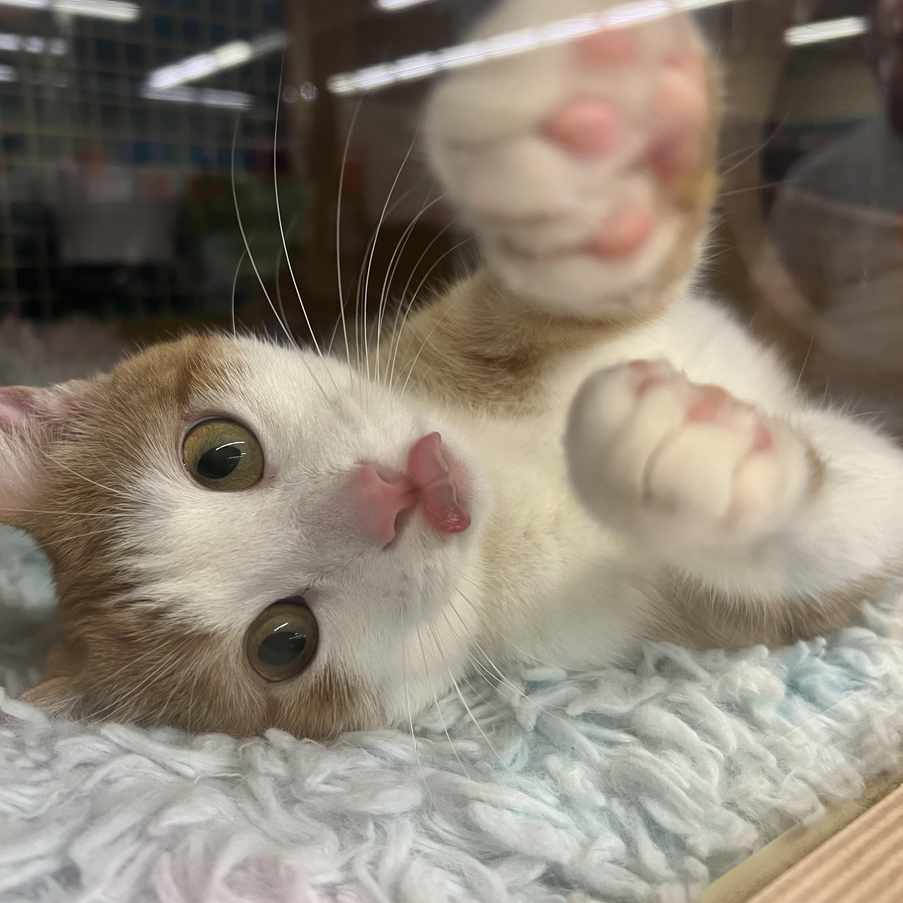 Enlarge Abby & Zeva, an adopted Domestic Short Hair in Manhattan, KS image 4/4