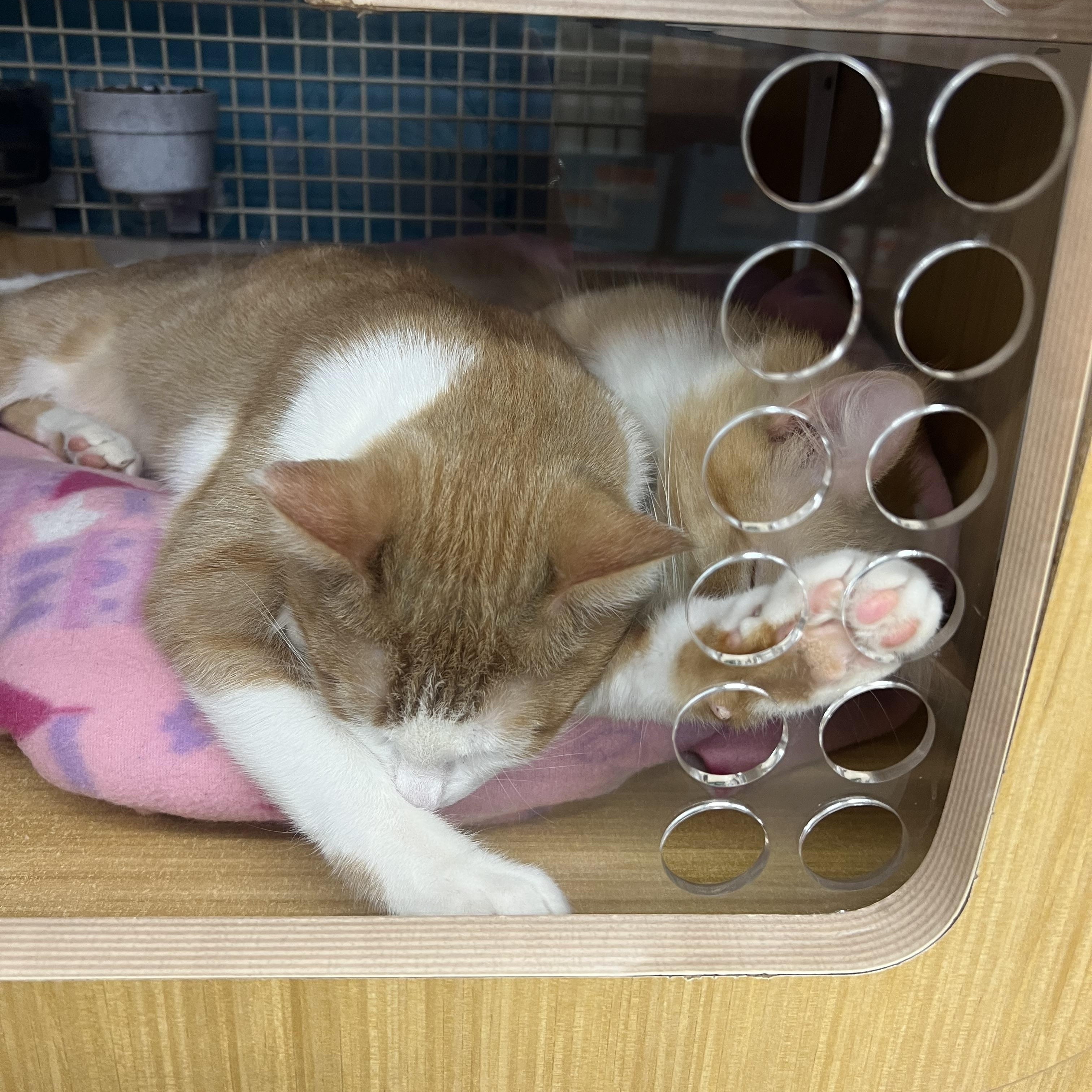 Enlarge Abby & Zeva, an adopted Domestic Short Hair in Manhattan, KS image 3/4