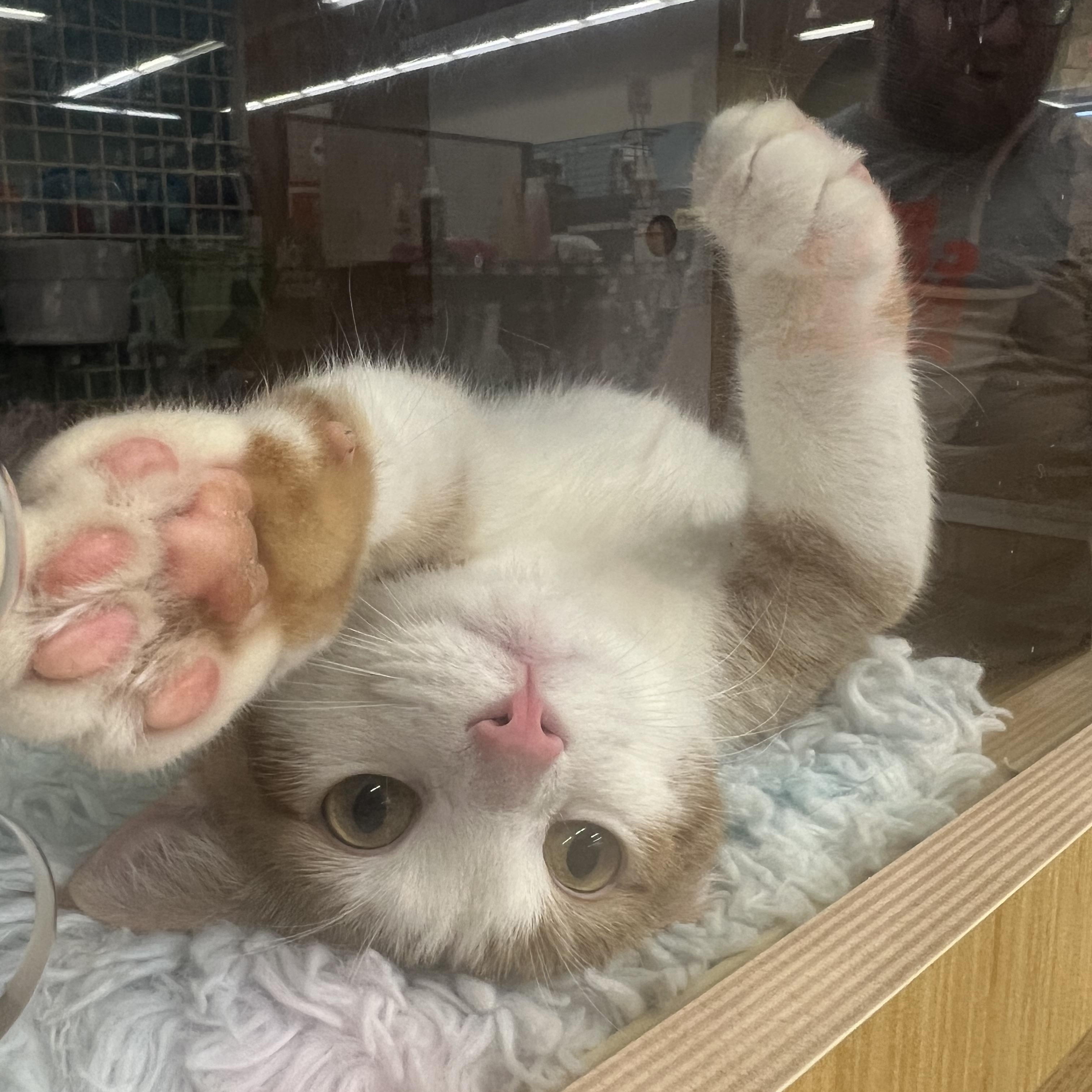 Enlarge Abby & Zeva, an adopted Domestic Short Hair in Manhattan, KS image 2/4