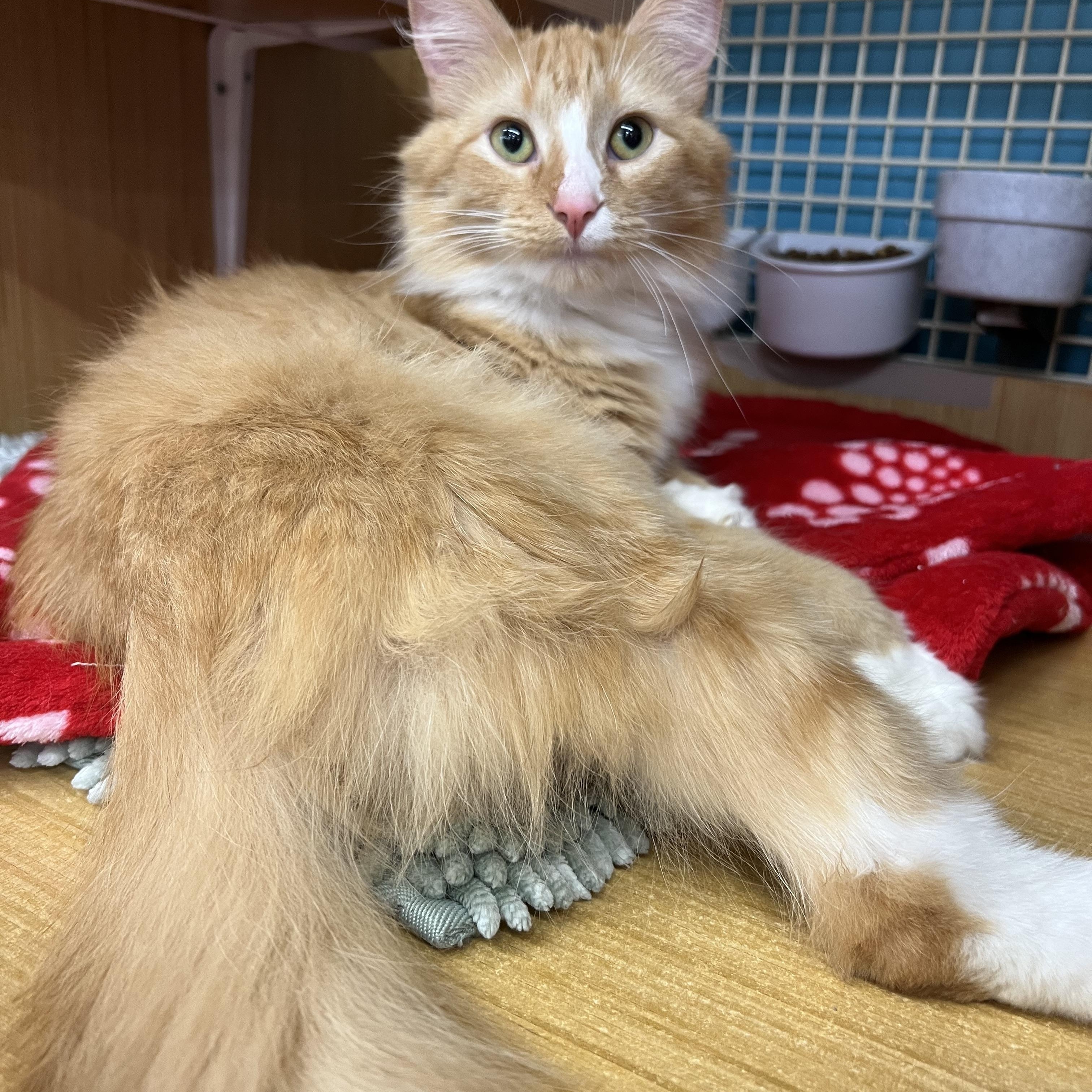 Enlarge Abby & Zeva, an adopted Domestic Short Hair in Manhattan, KS image 1/4