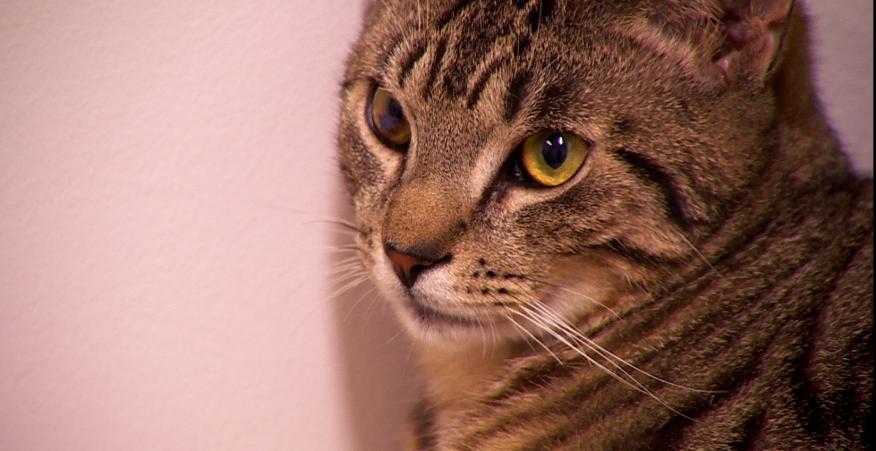 Enlarge Muldoon, a ADOPTABLE Domestic Short Hair in Fulton, NY image 5/6