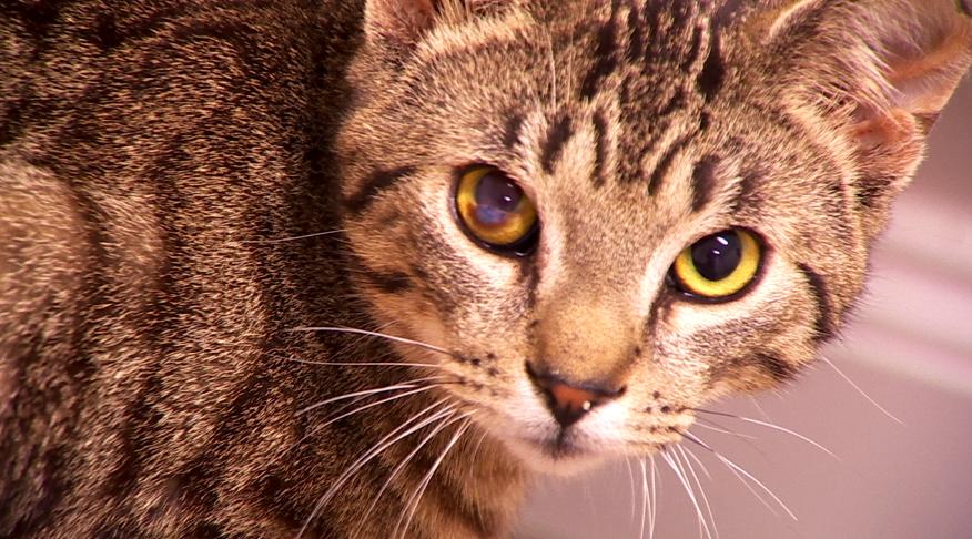 Enlarge Muldoon, a ADOPTABLE Domestic Short Hair in Fulton, NY image 3/6