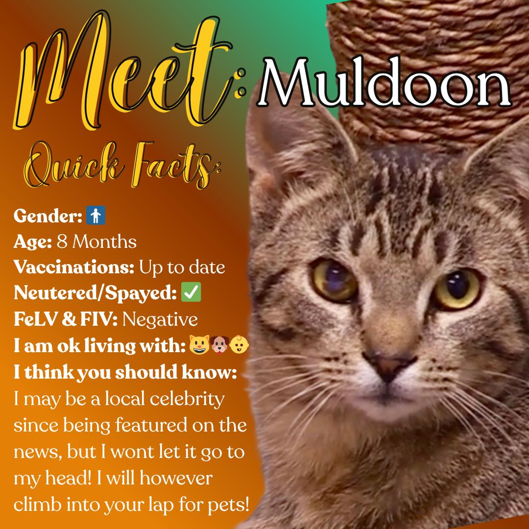 Muldoon, ADOPTABLE, Young Male Domestic Short Hair.