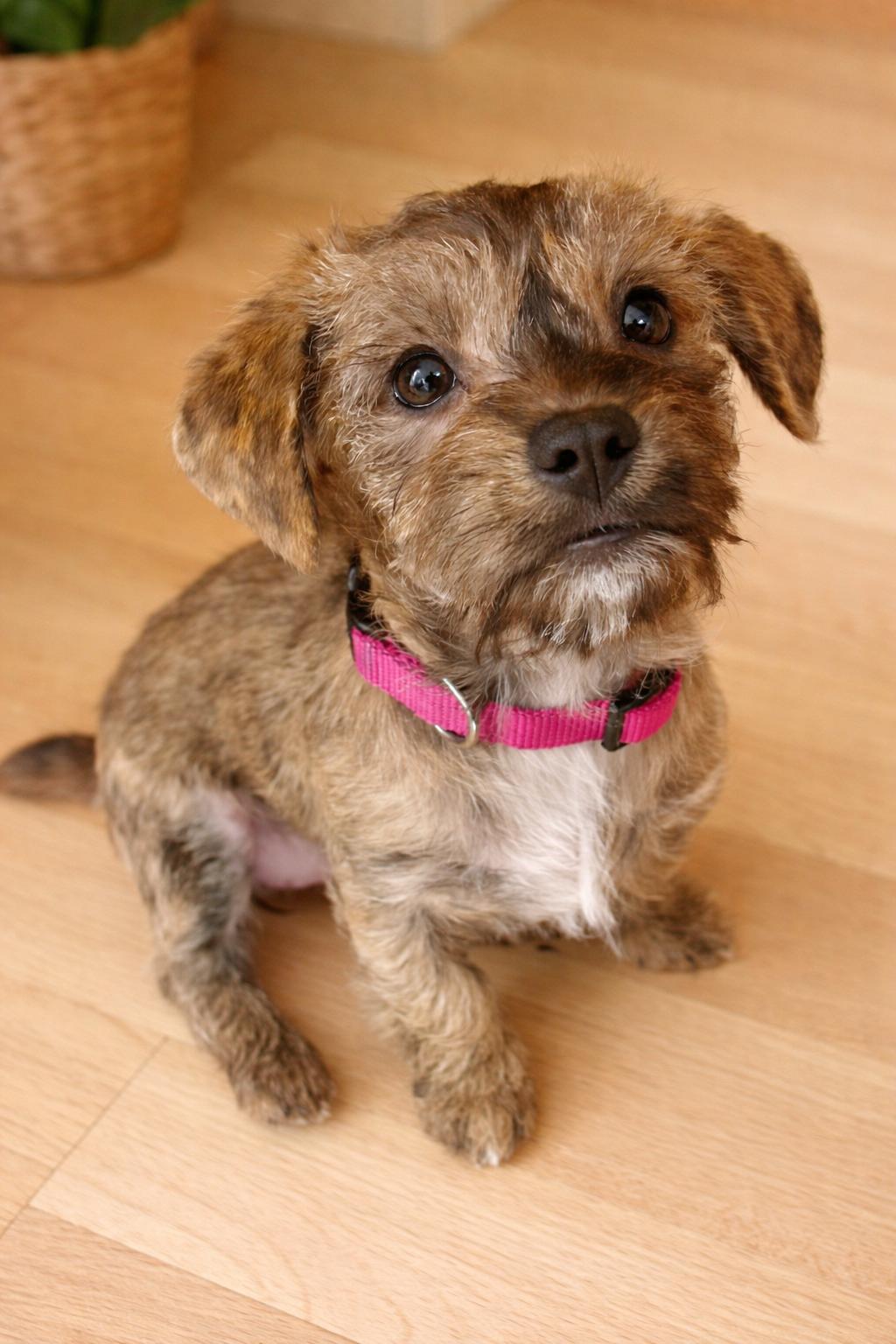 Jules, adopted, Puppy Female Terrier & Shih Tzu.