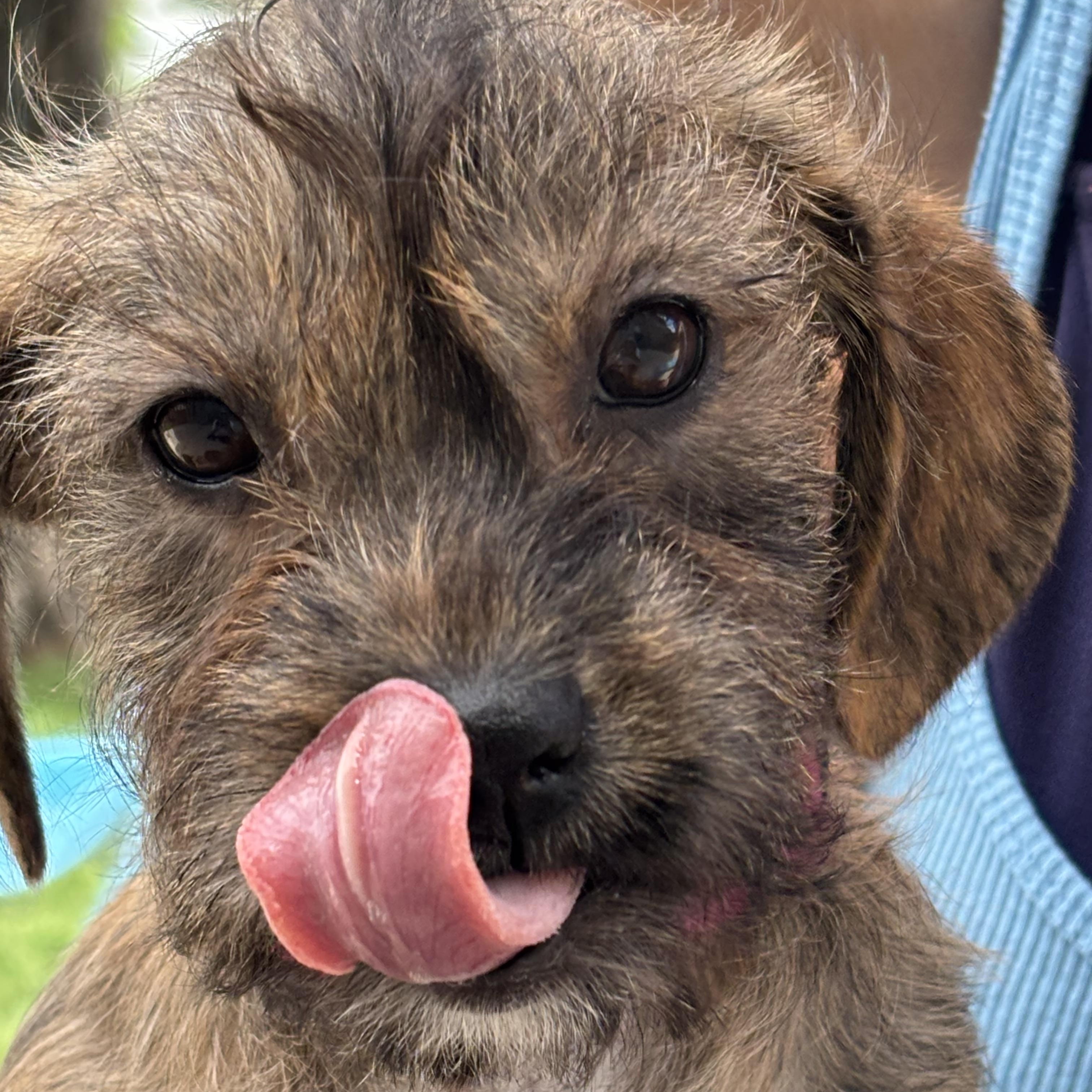 Enlarge Jules, an adopted mixed breed in Charlotte, NC image 5/6