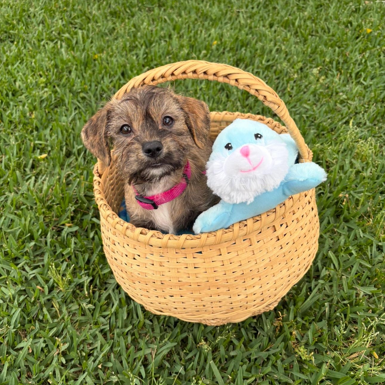 Enlarge Jules, an adopted mixed breed in Charlotte, NC image 3/6